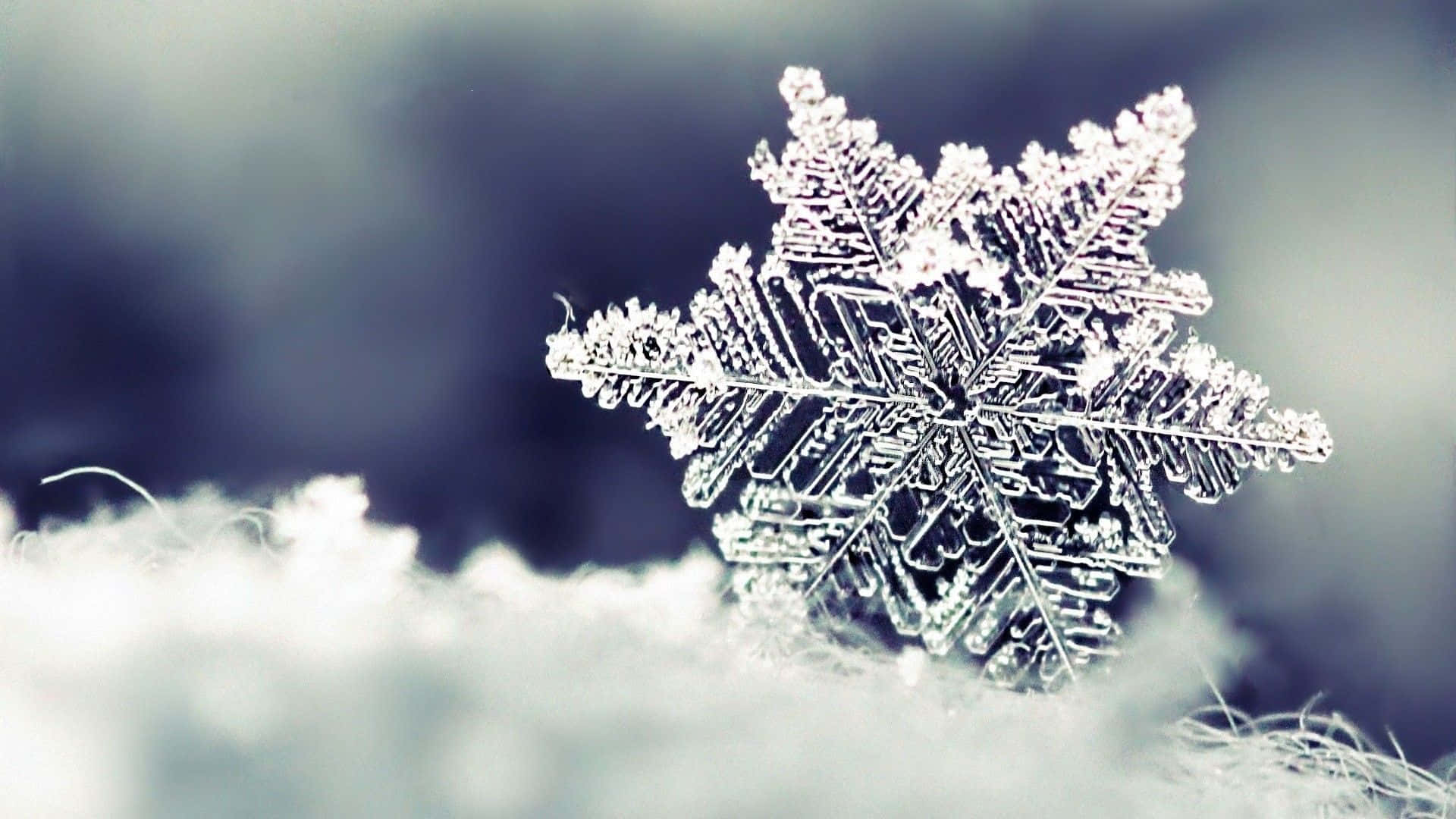 High Resolution Snow 桌布 壁紙 — 一片精緻的雪花輕輕地落在柔軟的雪地上，背景是模糊的藍色。