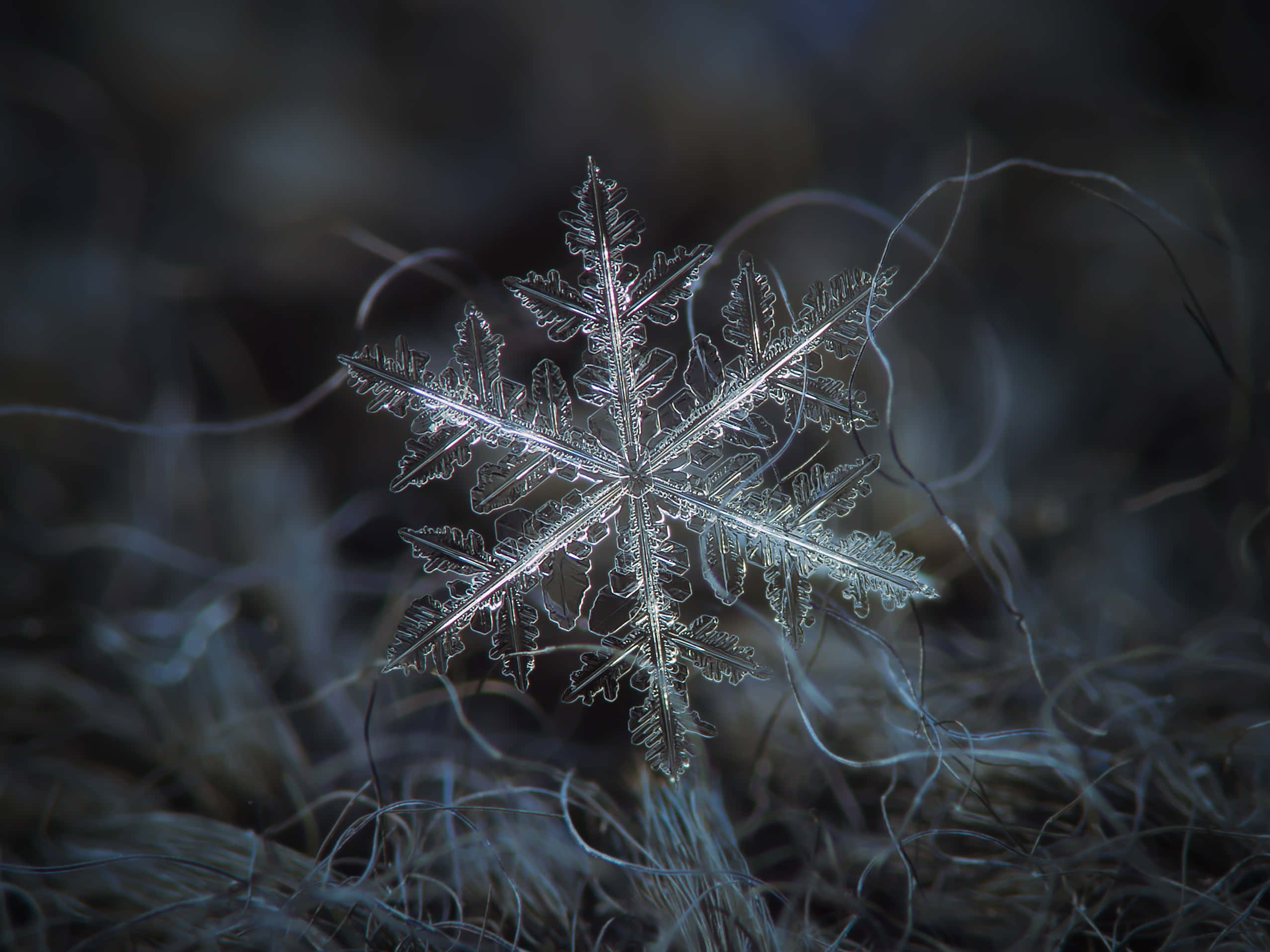 雪花 桌布 壁紙 — 一片精緻的雪花輕輕地落在結霜的草地上，背景是黑暗模糊的。