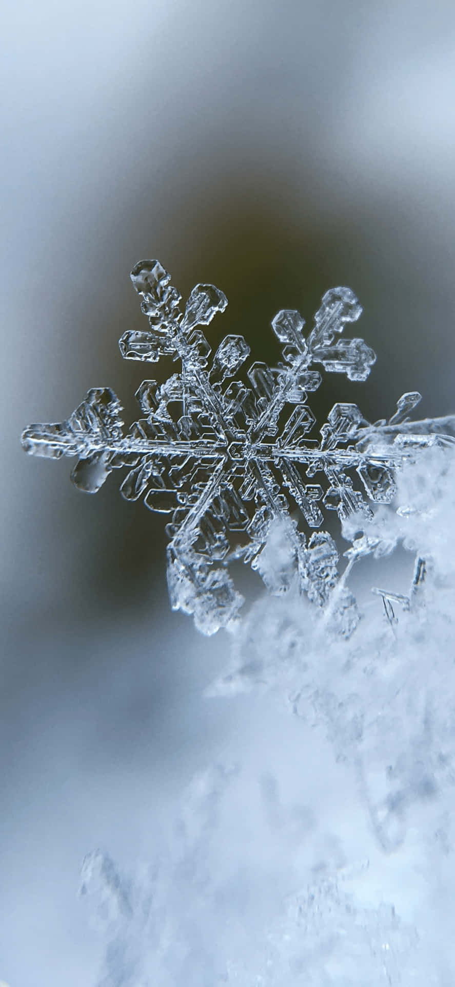 雪花特寫，細節清晰，背景模糊 — 雪花 GIF 壁紙