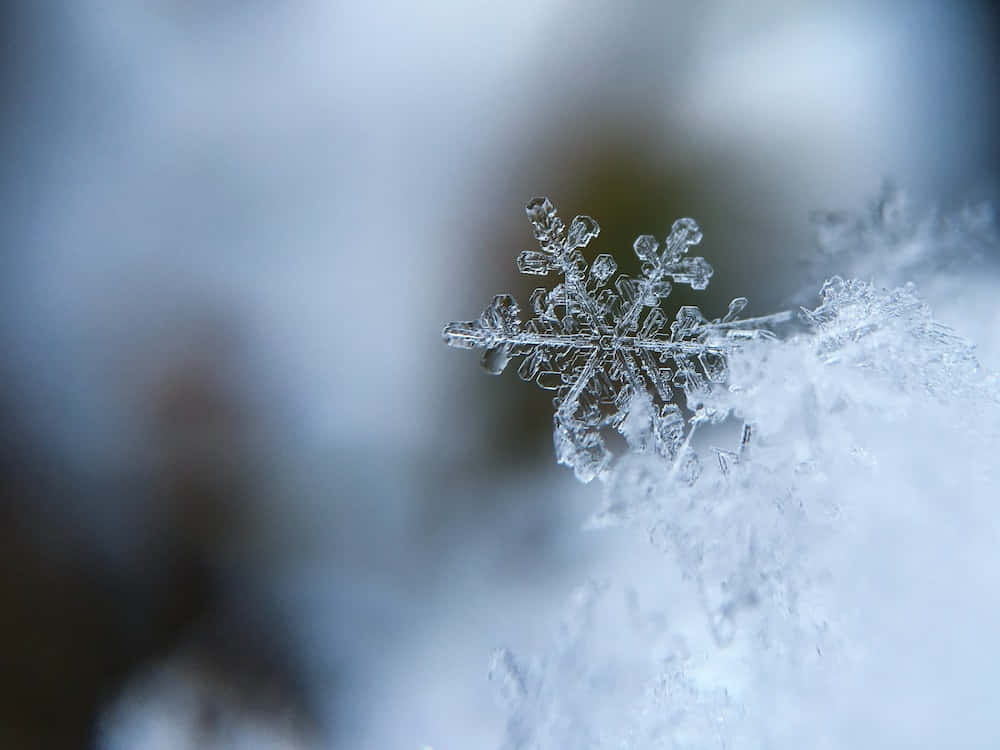 雪花 桌布 壁紙 — 一片精緻的雪花輕輕地落在雪地上，背景是柔和模糊的冬日景色。