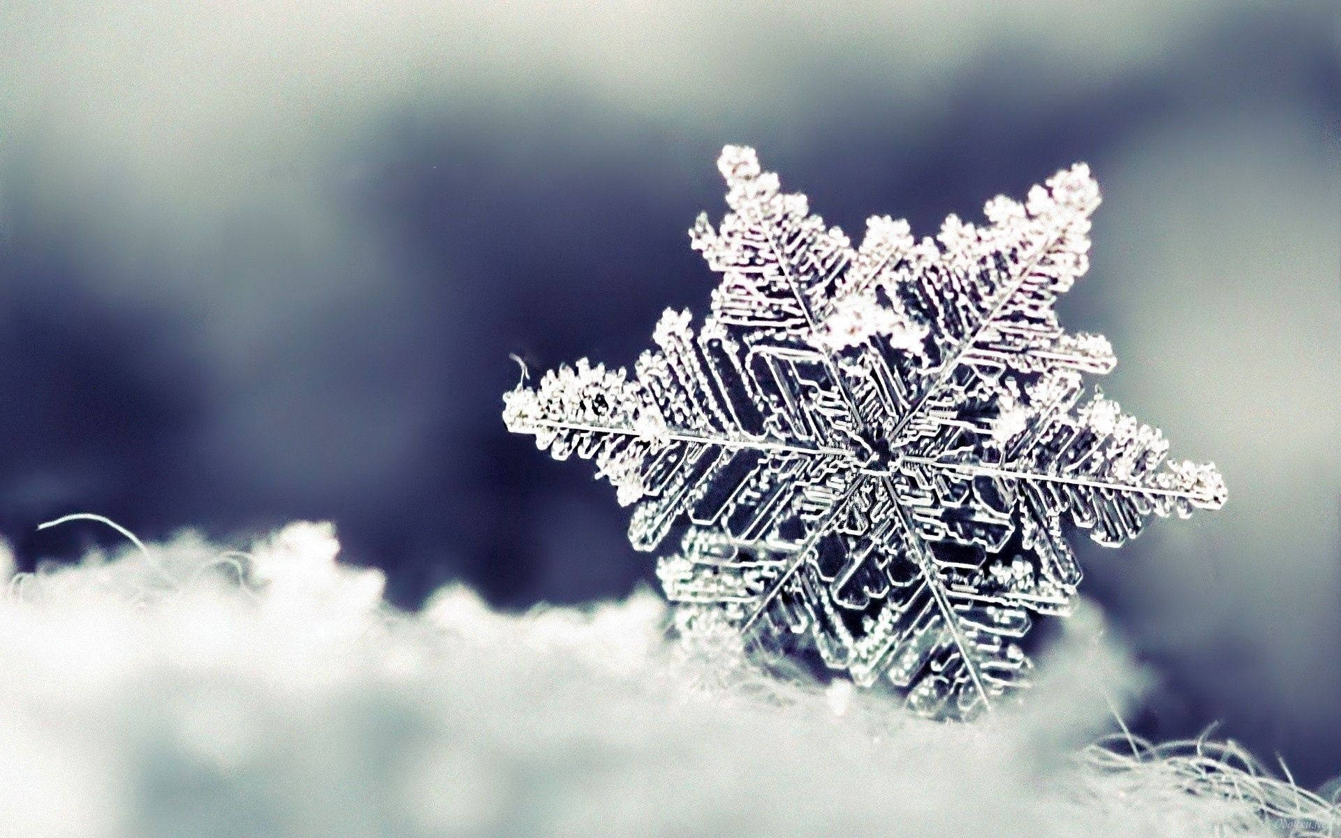 雪花 桌布 壁紙 — 一片精緻的雪花輕輕地躺在柔軟的雪床上，背景是模糊的冰藍色。