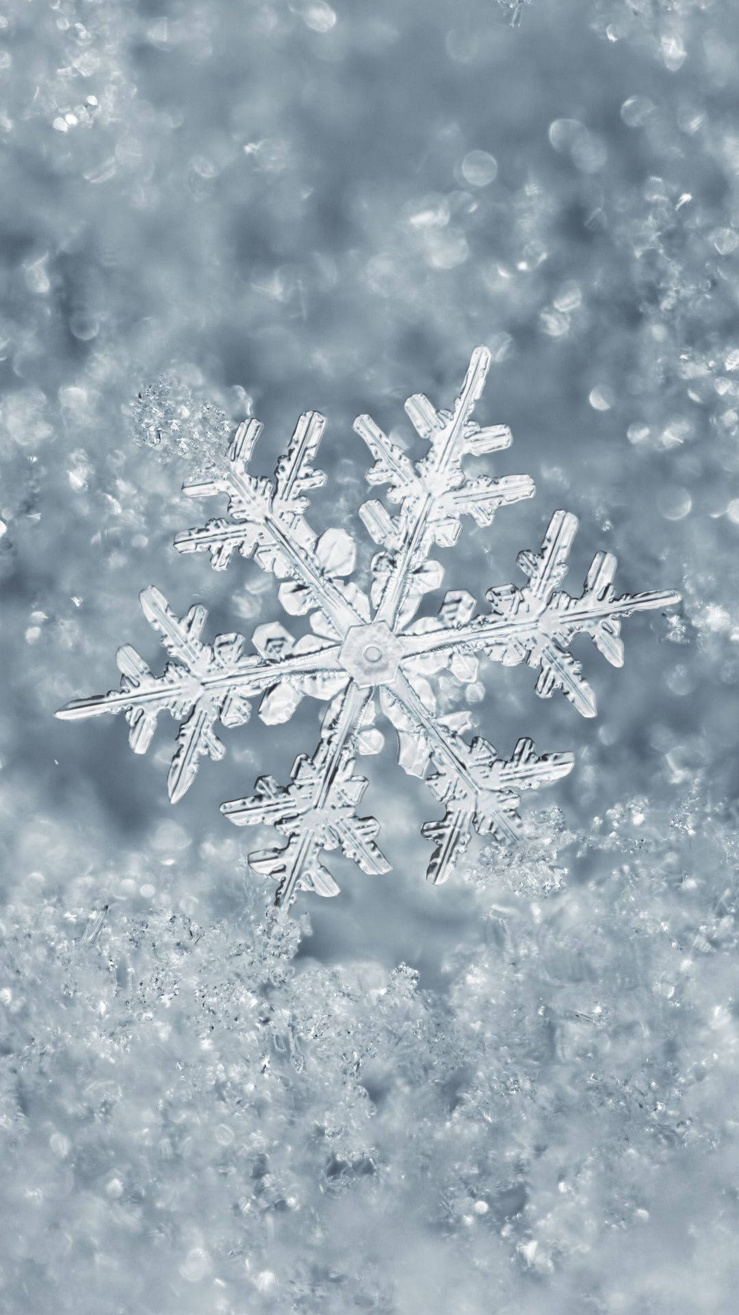 雪花 桌布 壁紙 — 一片精緻的雪花輕輕地躺在柔軟的雪床上，在冷藍色的燈光下。