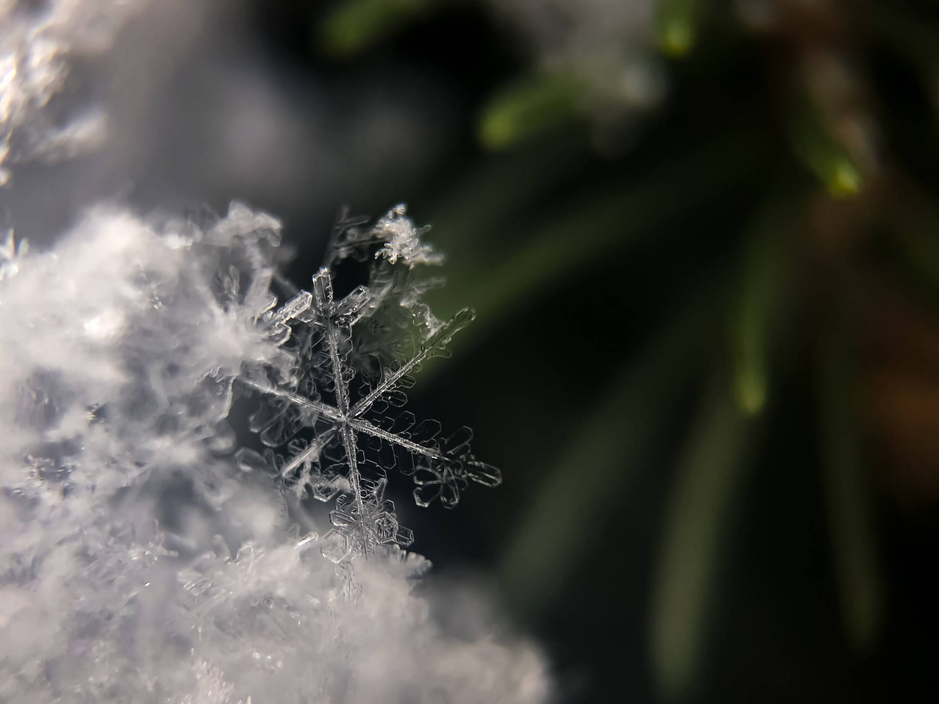 雪地上詳細的雪花，後面有模糊的綠色松針。 — 雪花 GIF 壁紙