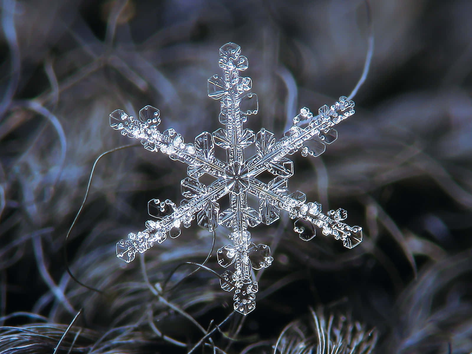 雪花 桌布 壁紙 — 一片精緻複雜的雪花，帶有晶體狀的臂，輕輕地躺在深色纖維線上，背景是模糊的冬日景色。