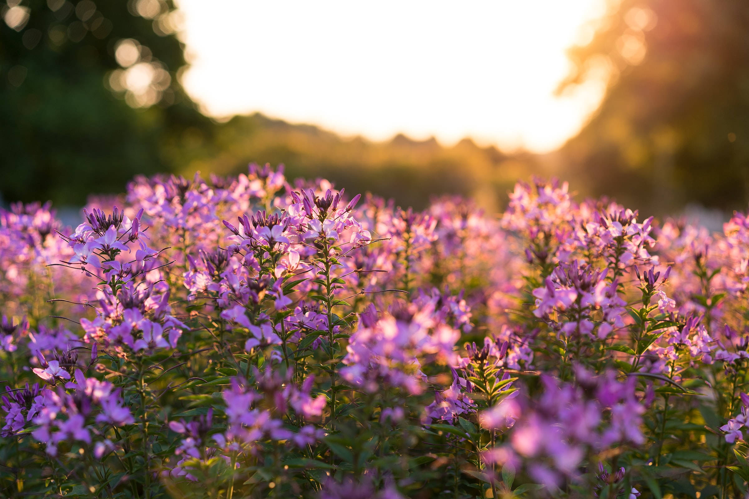 自然 桌布 壁紙 — 一片紫色花田沐浴在金色夕陽光中，背景帶有柔和散景效果。