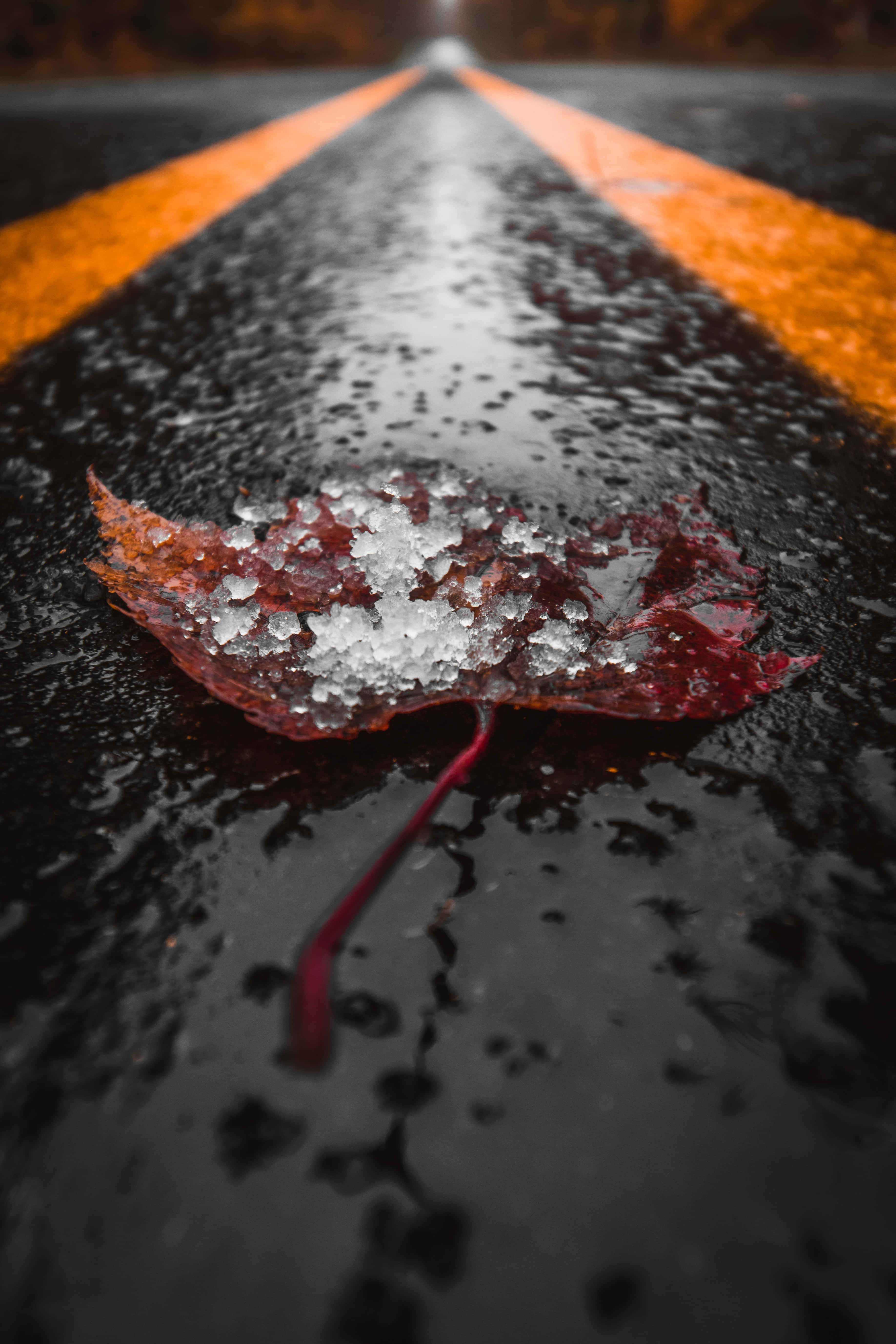 Fall Rain 桌布 壁紙 — 一片結霜的紅楓葉躺在濕漉漉的柏油路上，路面有醒目的橙色條紋。