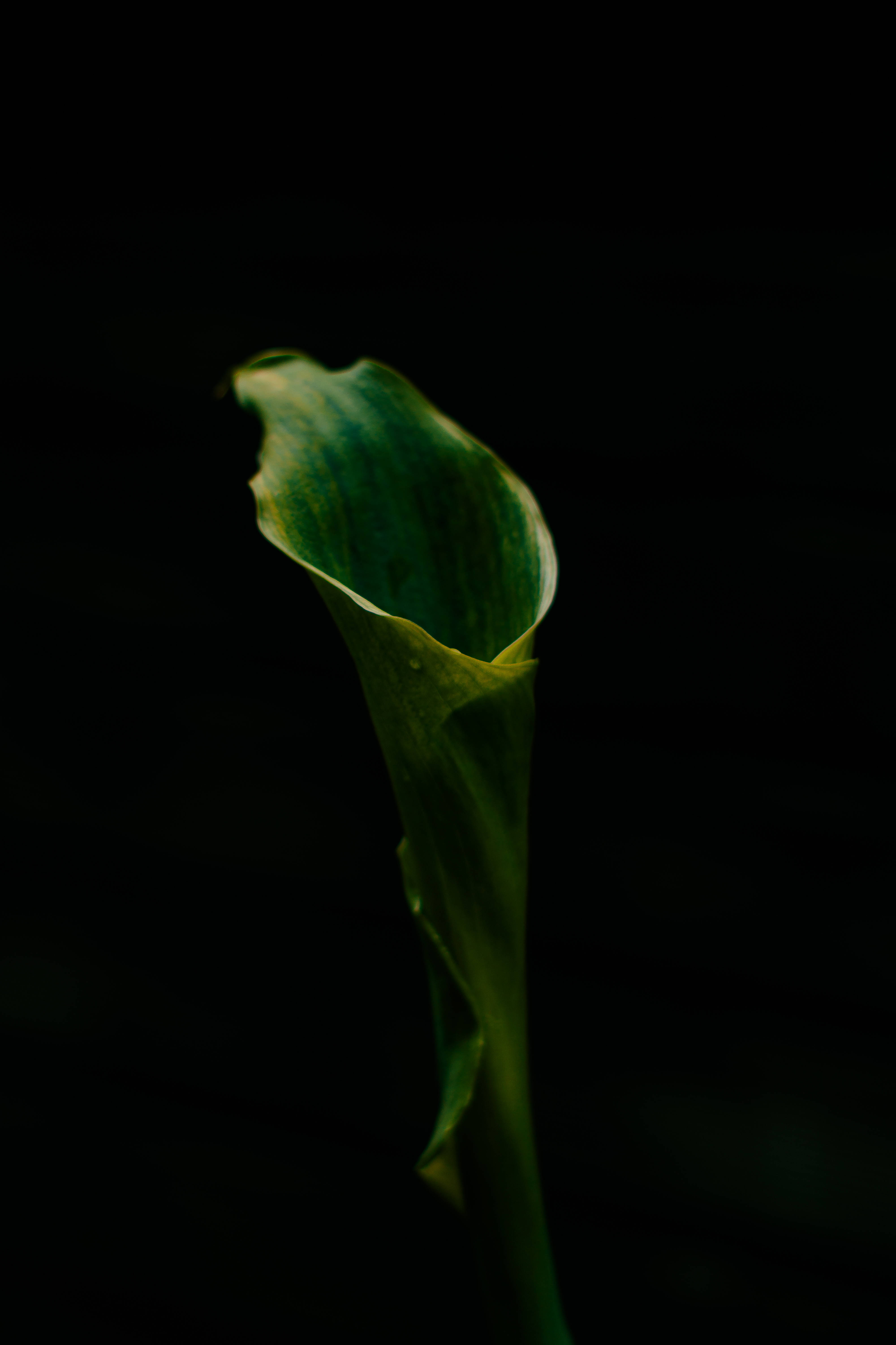 Plant Aesthetic 桌布 壁紙 — 一片綠色葉子在漆黑背景下於戲劇性的低光中展開。