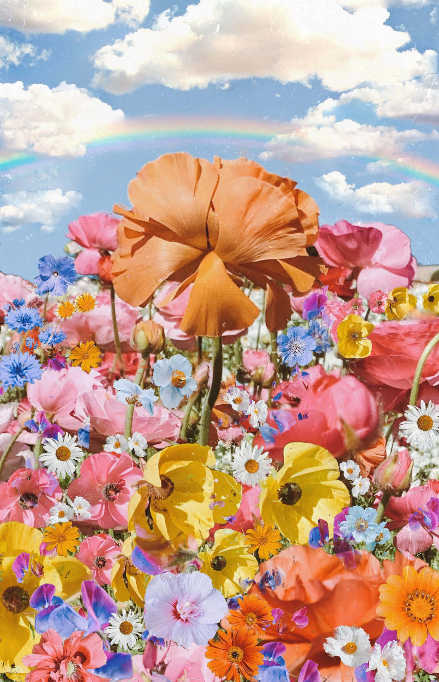 Flowers 桌布 壁紙 — 一片色彩繽紛的罌粟花和野花在明亮的藍天下盛開，一道鮮豔的彩虹拱於其上。