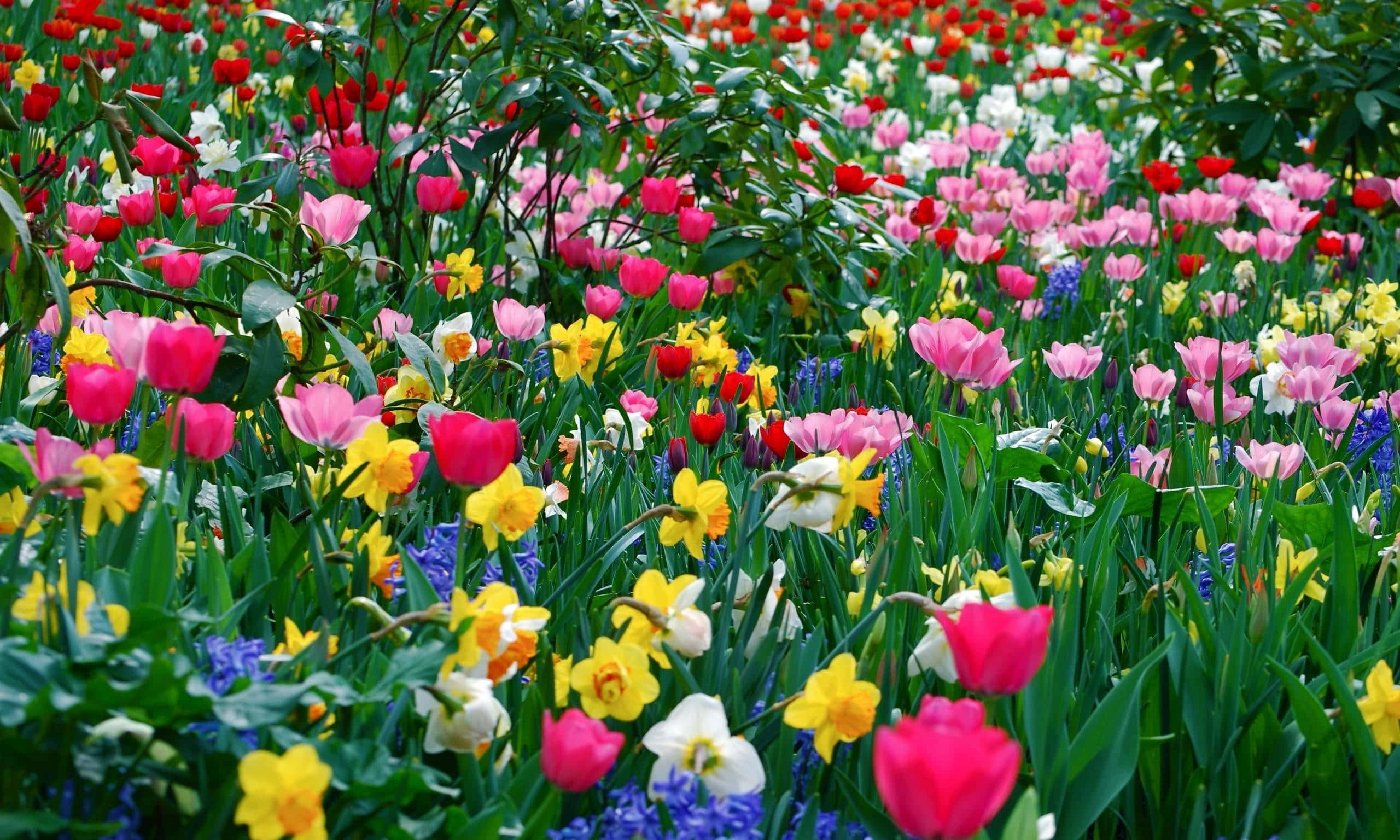 Spring Aesthetic 桌布 壁紙 — 一片色彩繽紛的鬱金香、水仙和風信子在茂密的綠草中，在明亮的日光下盛開。