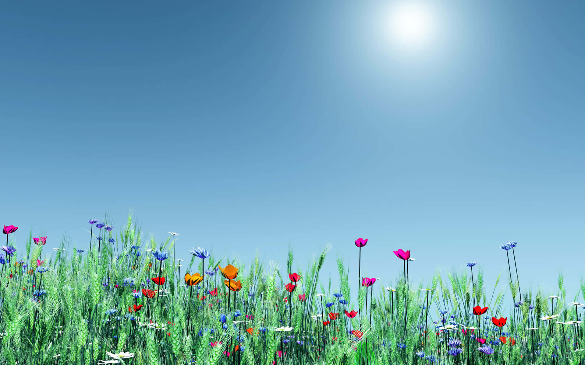 一片花田與藍天 壁紙