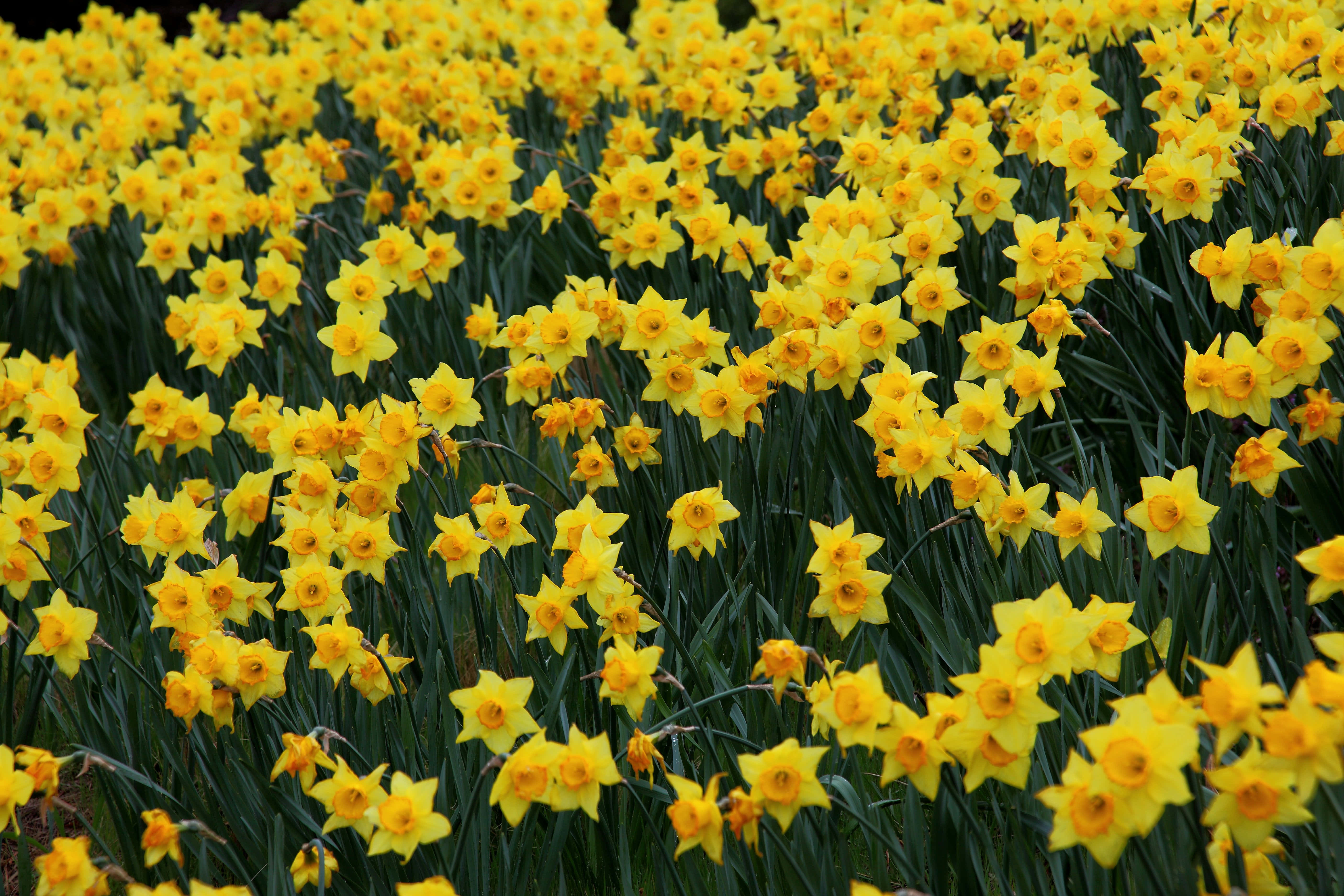 Daffodil 桌布 壁紙 — 一片茂密的亮黃色水仙花田，深綠色莖在柔和自然光中輕輕搖曳。