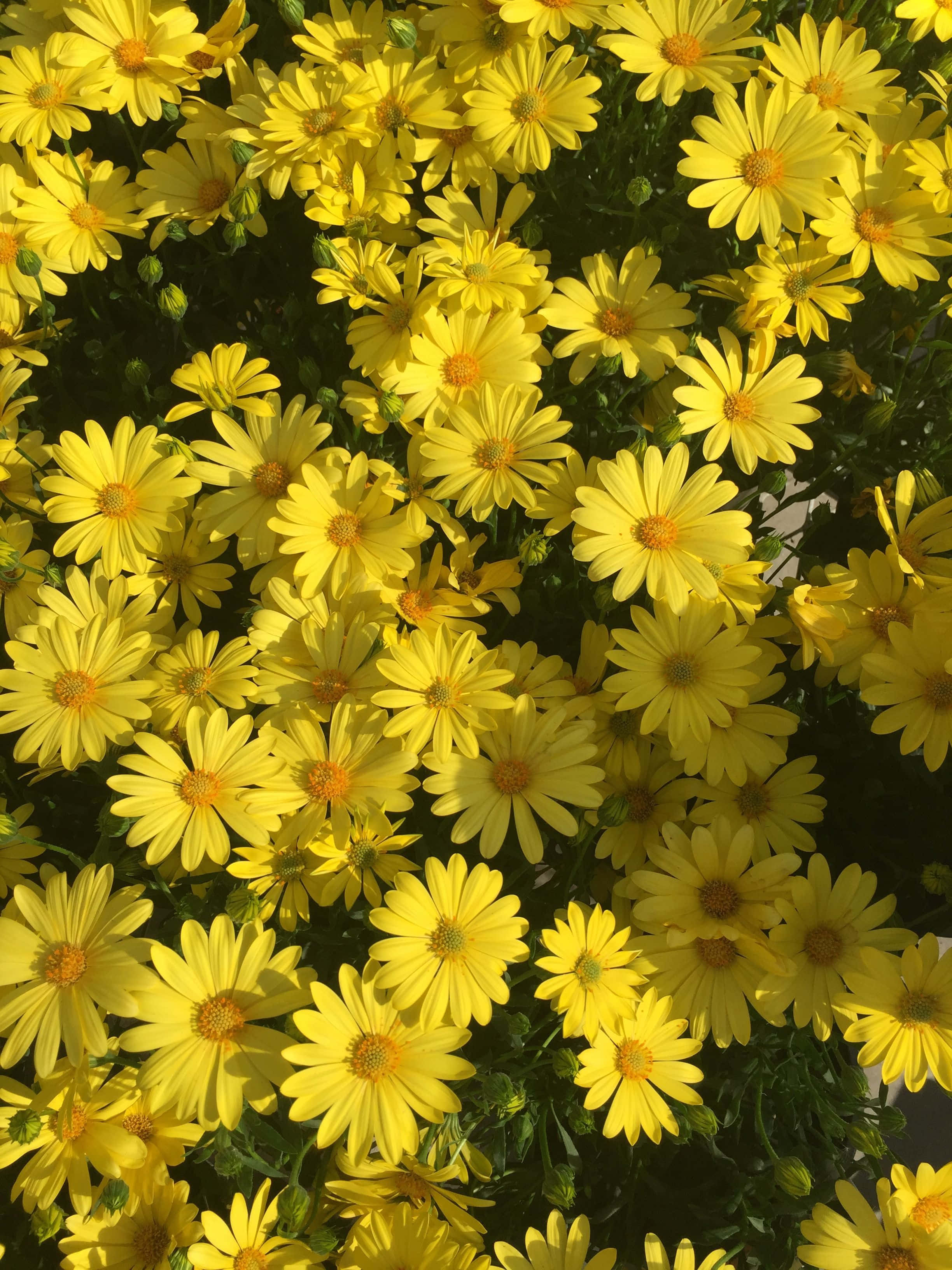 Yellow Daisy 桌布 壁紙 — 一片茂密的亮黃色雛菊，帶有橙色花心，沐浴在溫暖陽光下，襯著深綠色葉子。