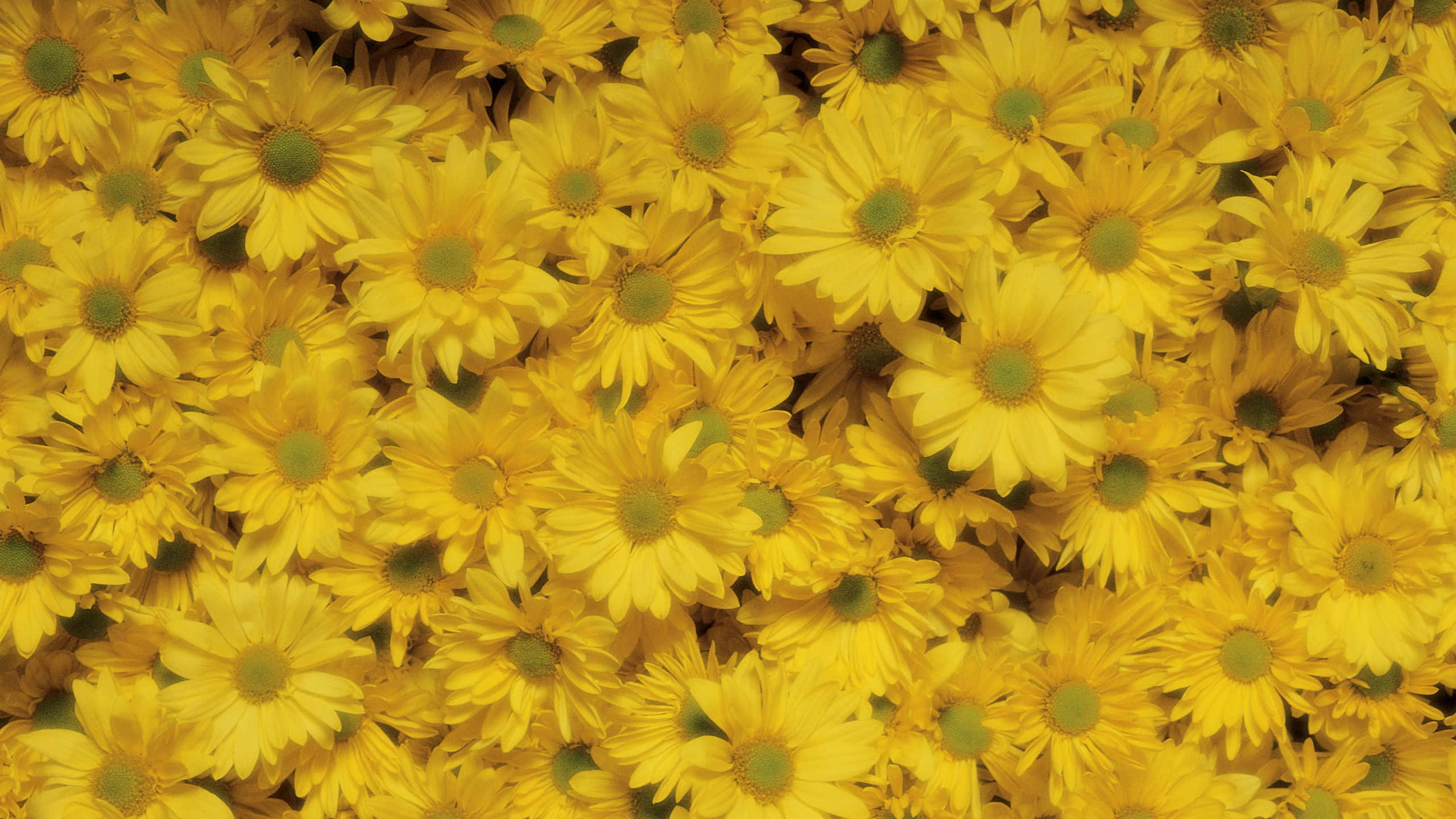 Yellow Aesthetic Flower Desktop 桌布 壁紙 — 一片茂密的亮黃色雛菊，帶有綠色花心，填滿了畫面，形成一場充滿活力的花卉爆炸。