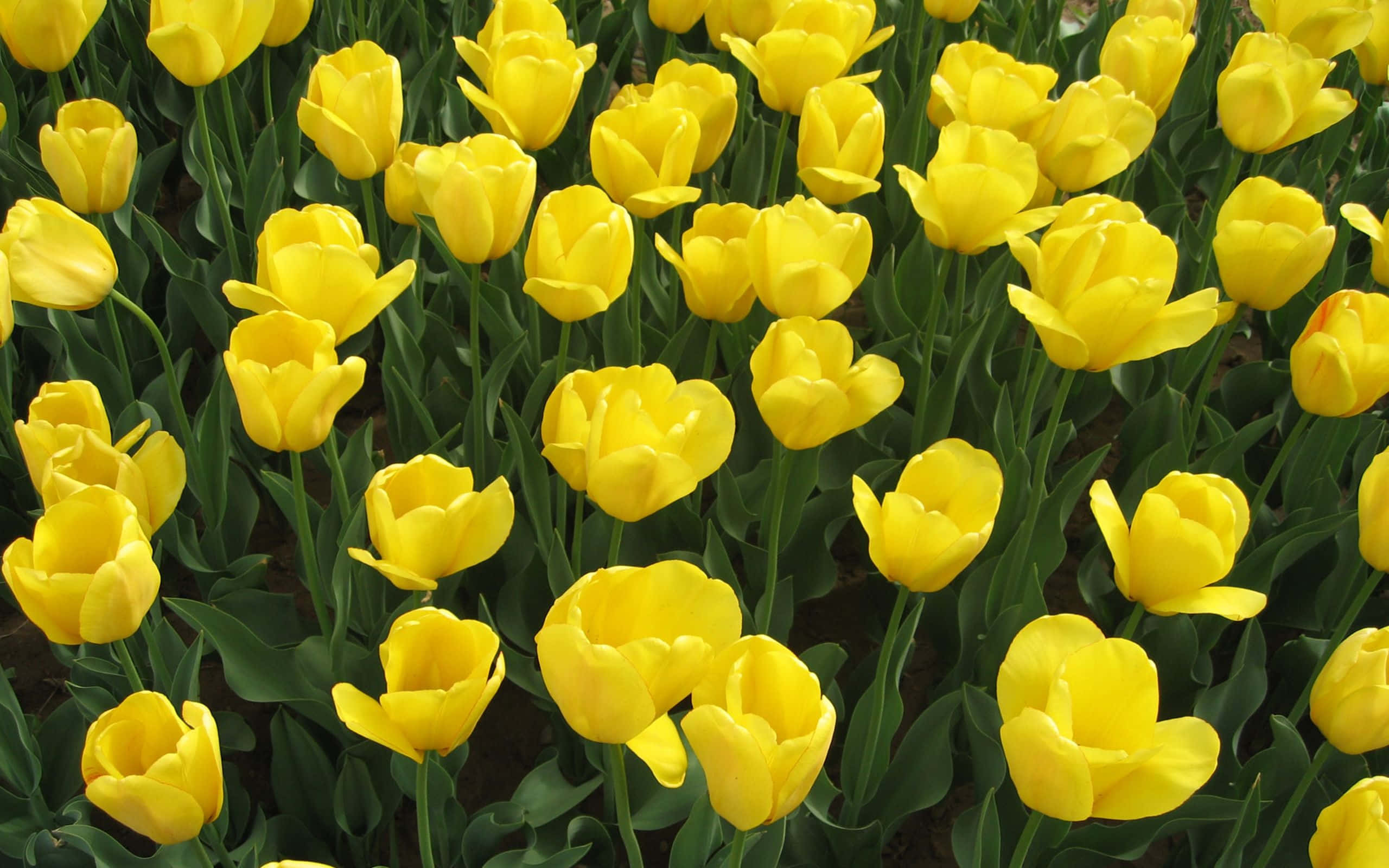 Yellow Tulips 桌布 壁紙 — 一片茂密的亮黃色鬱金香田，帶有綠色莖葉，在柔和日光下。