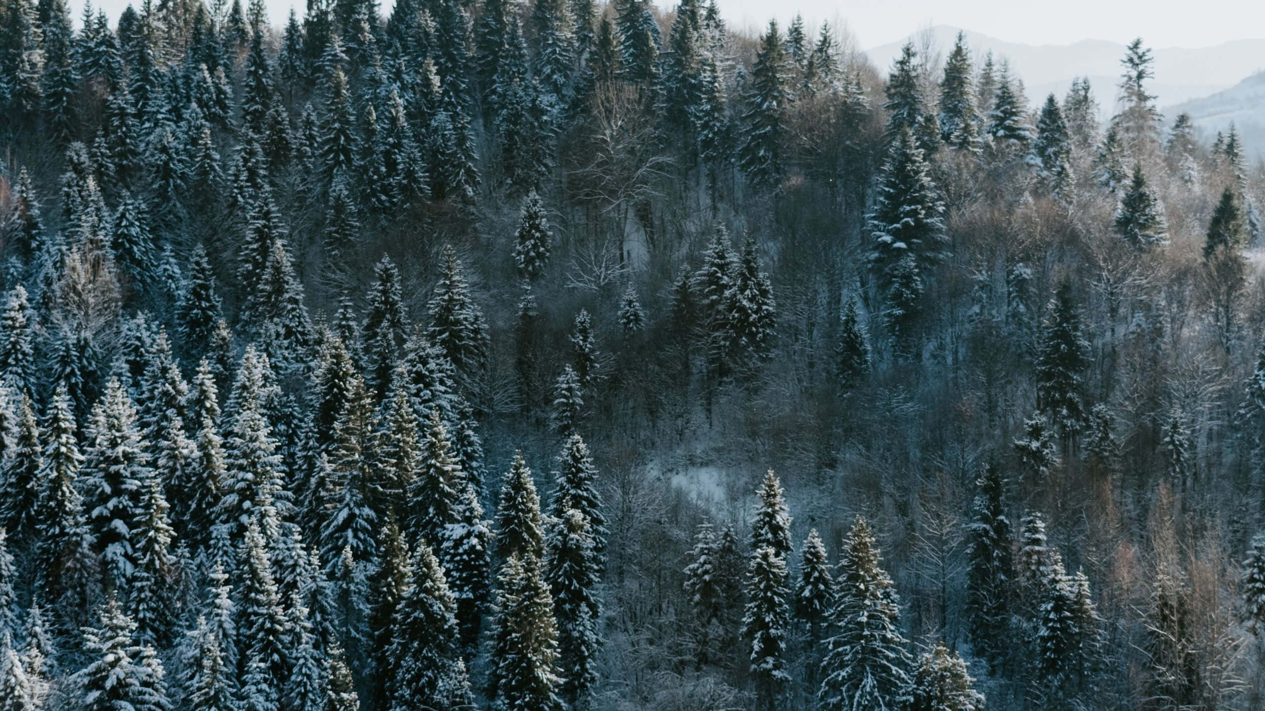 Pine Tree 桌布 壁紙 — 一片茂密的冬季森林，白雪覆蓋的常青樹在蒼白的天空下延伸至丘陵地帶。