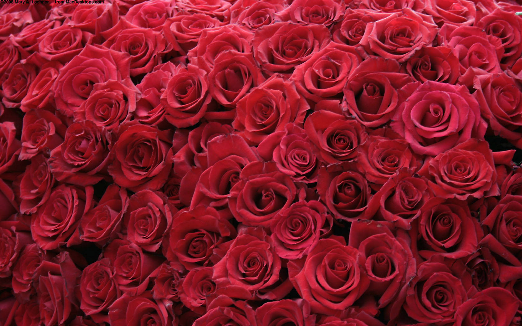 Roses Desktop 桌布 壁紙 — 一片茂密的天鵝絨般深紅玫瑰盛開，花瓣層層疊疊，錯綜複雜。