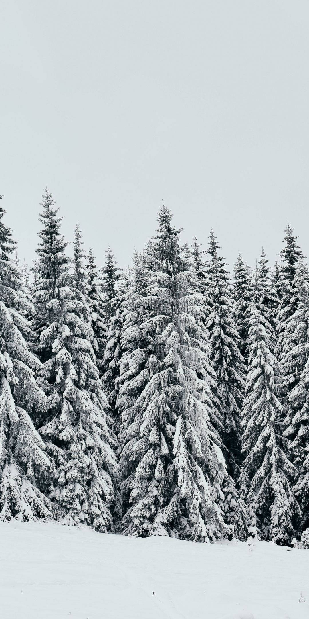 冬天 桌布 壁紙 — 一片茂密的常綠樹林，樹上積滿白雪，在蒼白的冬日天空下，前景亦鋪滿積雪。