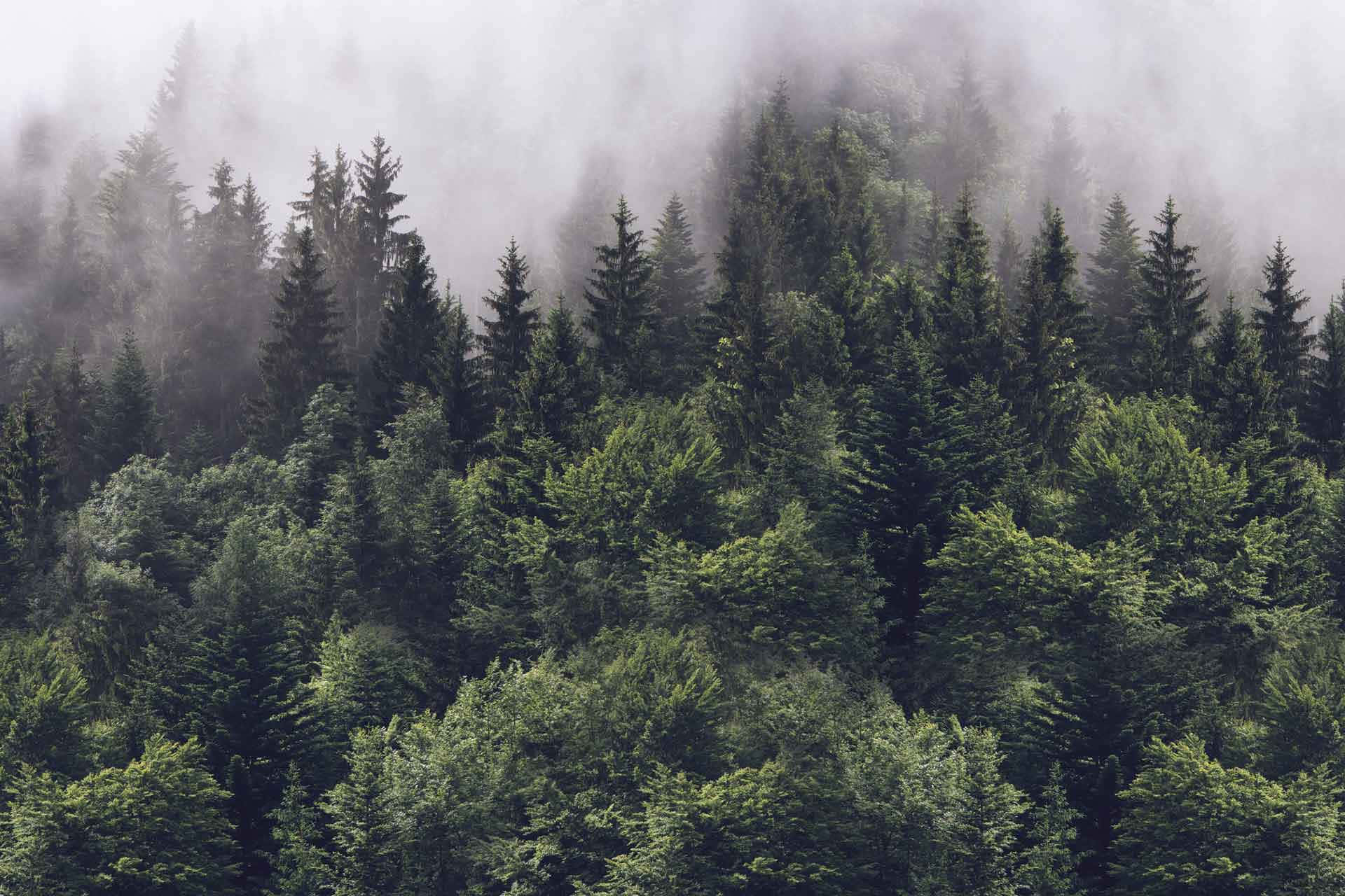 Pine Tree 桌布 壁紙 — 一片茂密的常綠樹林籠罩在迷霧中，柔和散射的光線穿過樹冠。