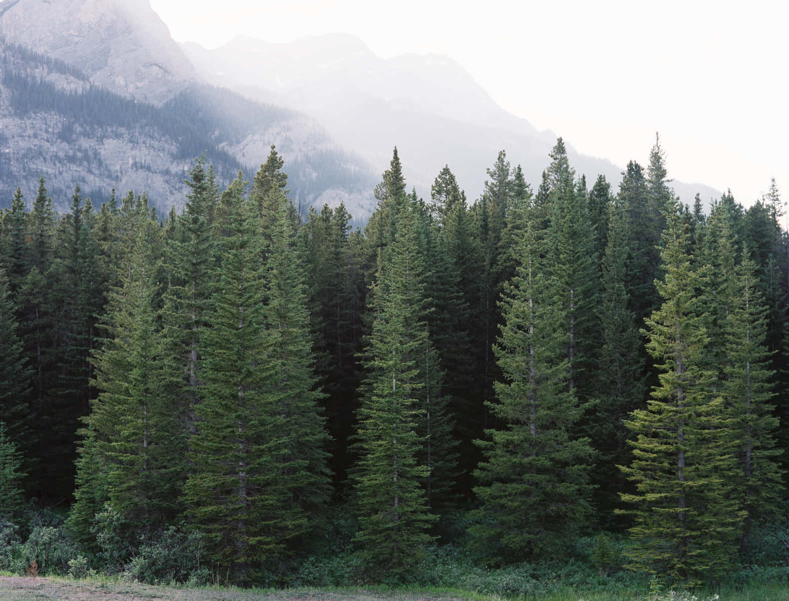 Evergreen Trees 桌布 壁紙 — 一片茂密的常青樹林聳立在霧氣繚繞的山巒前，天空柔和多雲。