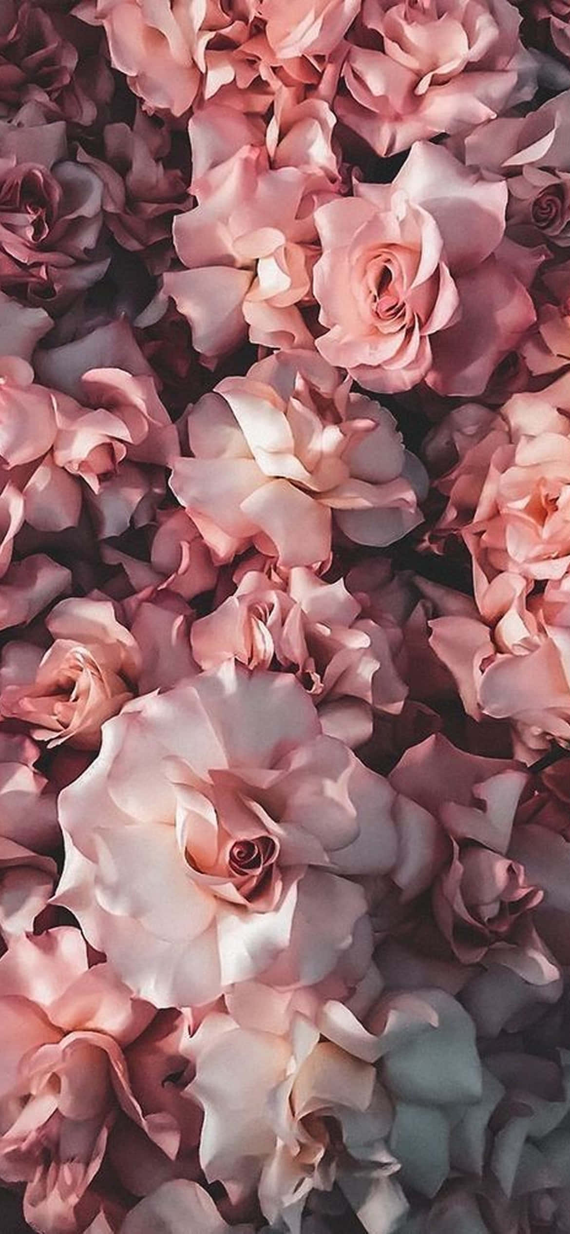 iPhone Flowers 桌布 壁紙 — 一片茂密的柔粉紅玫瑰，花瓣精緻，陰影微妙，營造出浪漫的花卉質感。