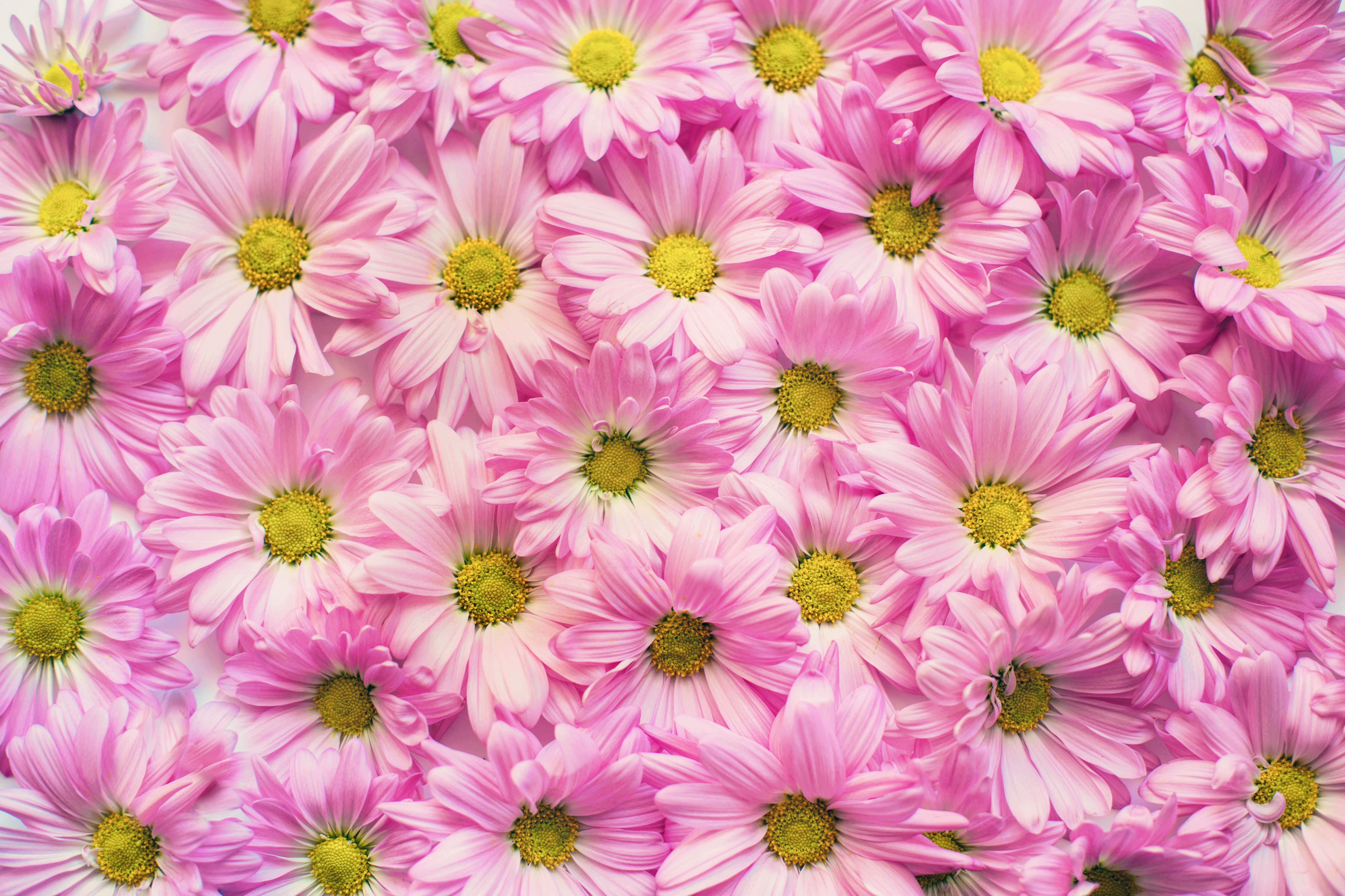 Cute Flower 桌布 壁紙 — 一片茂密的柔粉紅色雛菊，帶有明亮的黃色花心，營造出歡快的花卉圖案。