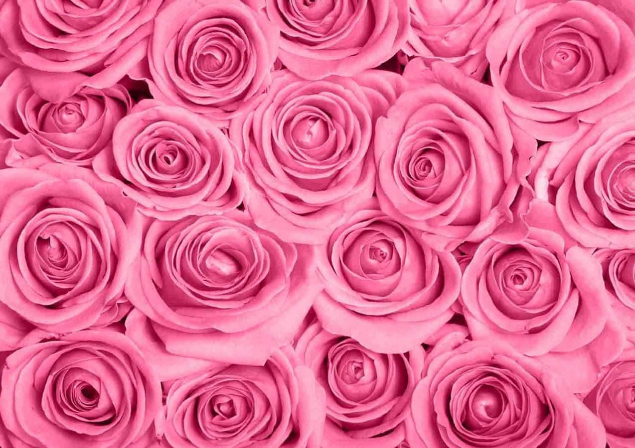 Pink Roses 桌布 壁紙 — 一片茂密的柔粉色玫瑰，帶有精緻層疊的花瓣和柔和陰影，營造出浪漫的花卉質感。