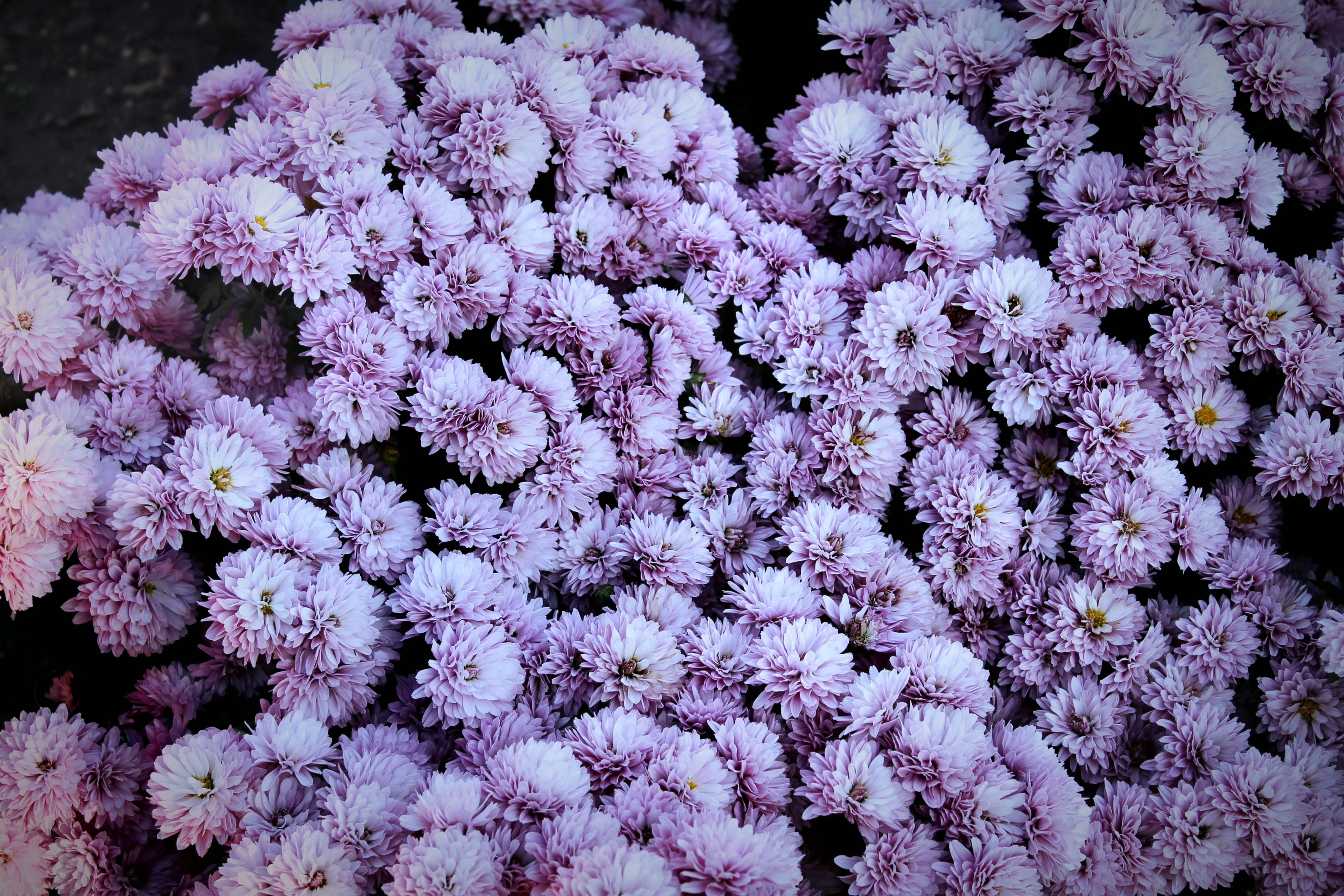 Chrysanthemum 桌布 壁紙 — 一片茂密的柔軟薰衣草和白色菊花在深色泥土背景上盛開。