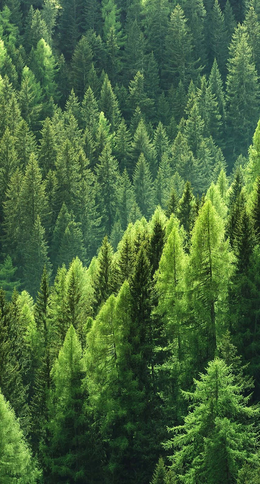 Pine Tree 桌布 壁紙 — 一片茂密的森林，高大的常綠樹在明亮的日光下呈現出深淺不一的鮮綠色。