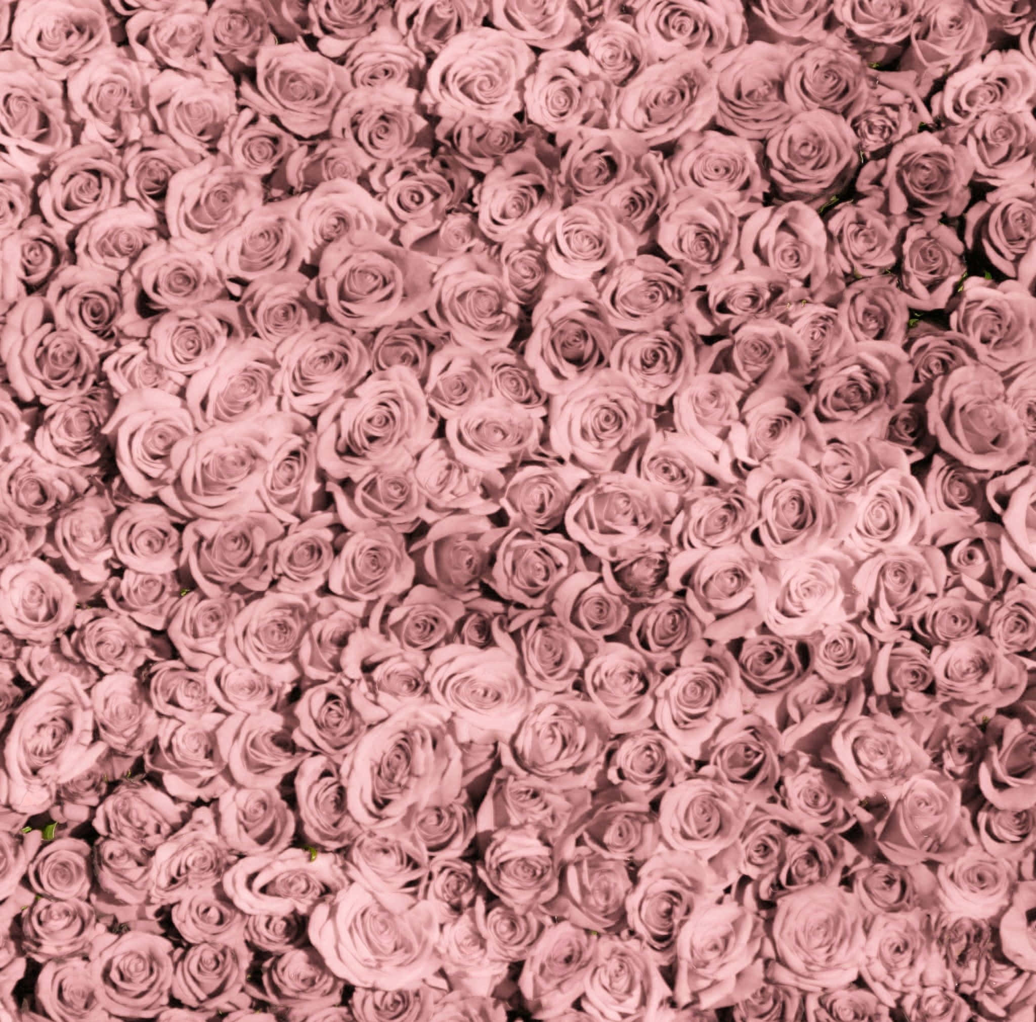 Roses 桌布 壁紙 — 一片茂密的淡紫玫瑰填滿了框架，形成豐富的花卉圖案。