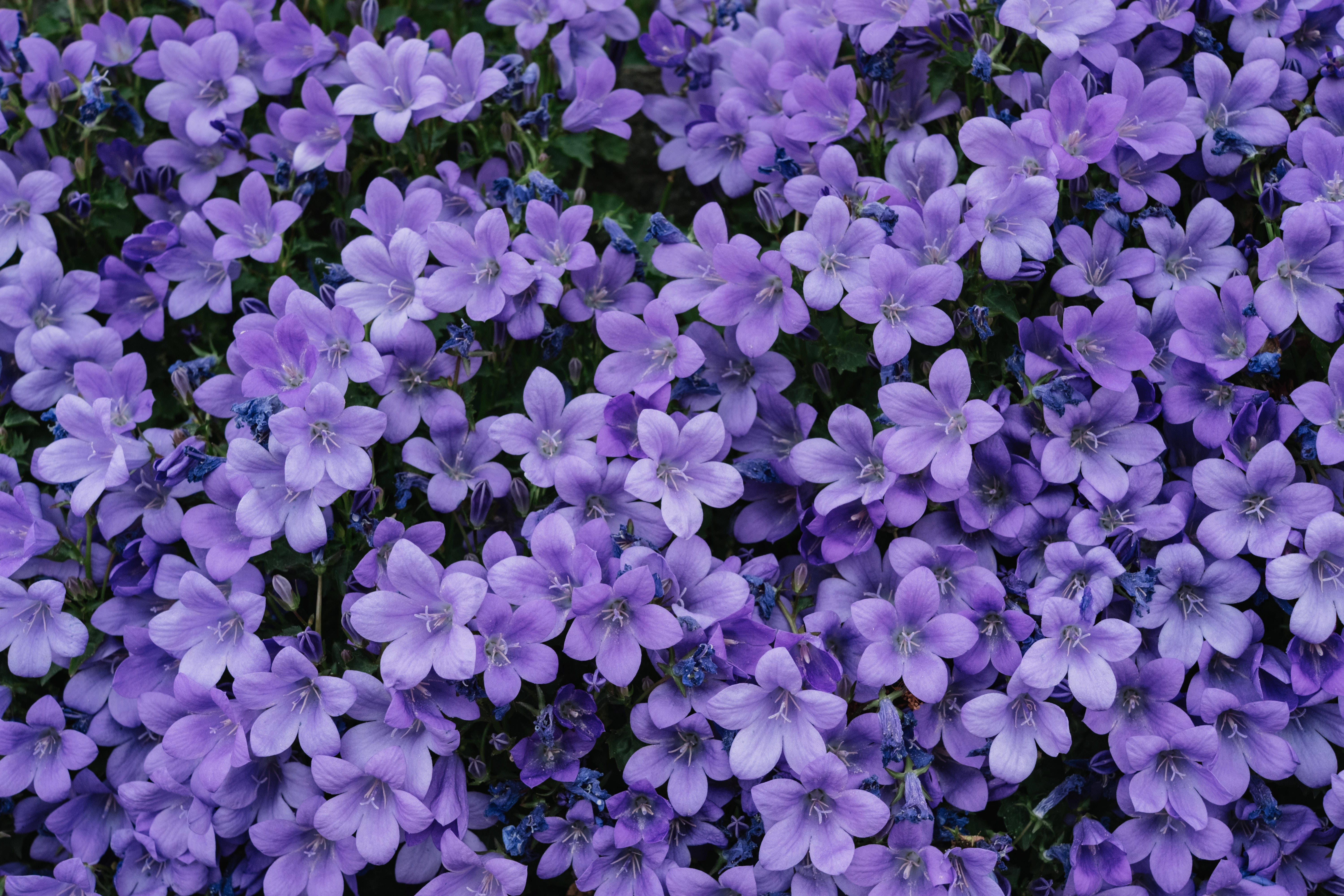 Lilac Color 桌布 壁紙 — 一片茂密的淡紫色鐘形花朵，帶有綠色莖葉，在柔和自然光線下。
