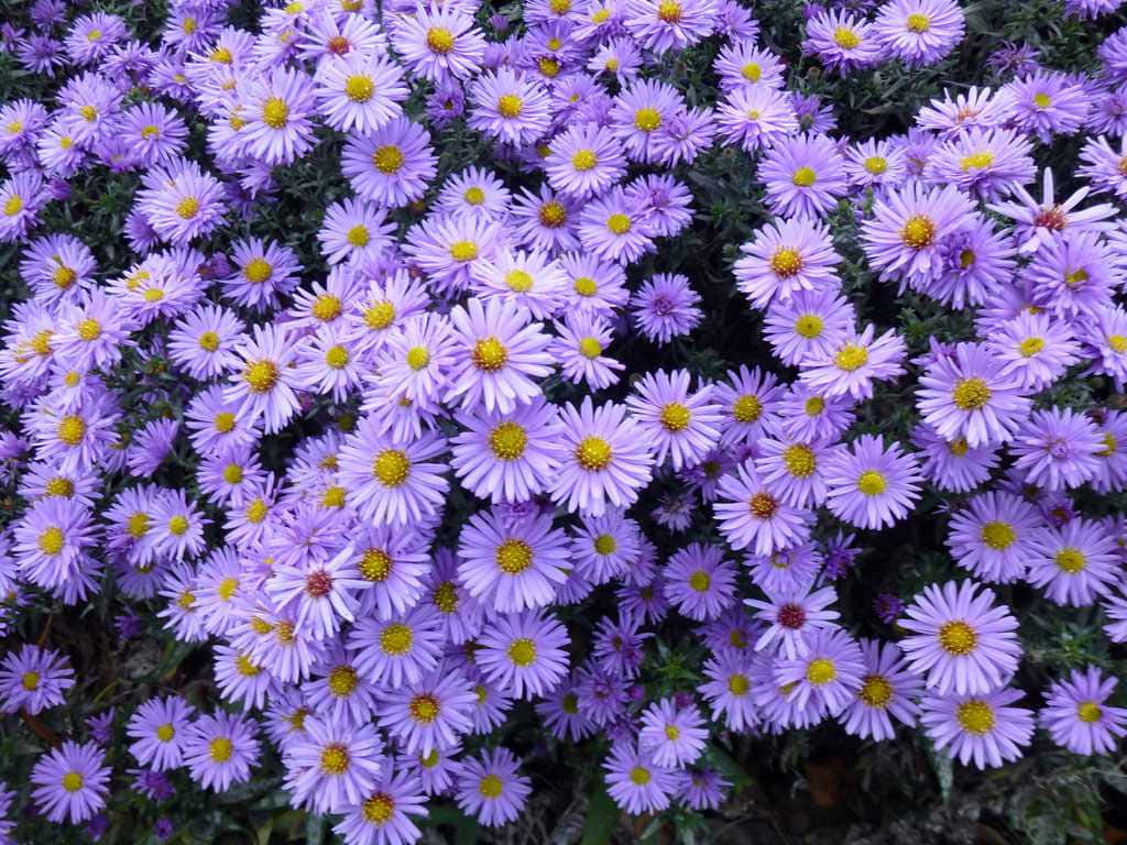 Fall Flowers 桌布 壁紙 — 一片茂密的淡紫色雛菊，帶有明亮的黃色花心，在深綠色葉子的襯托下生機勃勃地綻放。