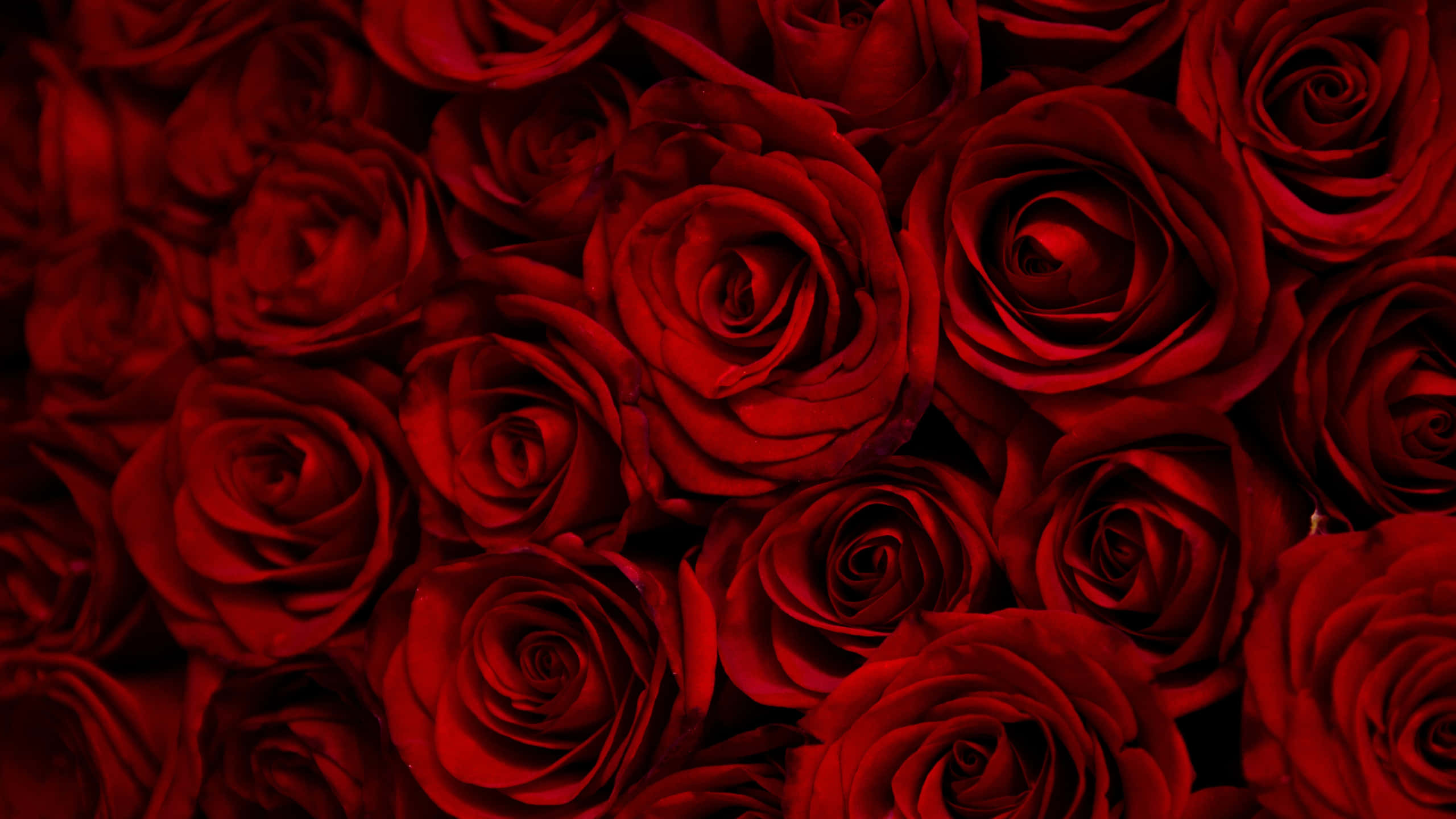 Roses 桌布 壁紙 — 一片茂密的深紅玫瑰，帶有天鵝絨般的花瓣和戲劇性的陰影，營造出豐富浪漫的質感。