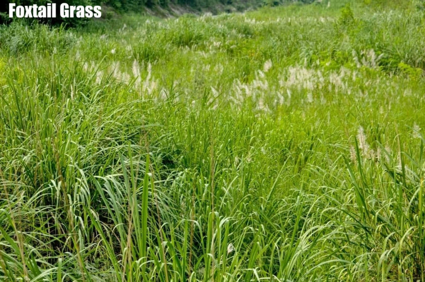 Grass 桌布 壁紙 — 一片茂密的狐尾草田，柔軟的白色羽狀花序在陽光下搖曳，映襯著充滿活力的綠色草地。