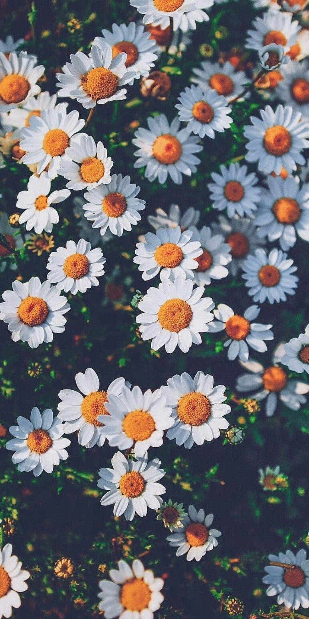 Flowers 桌布 壁紙 — 一片茂密的白色雛菊，帶有明亮的橙色花心，在深綠色葉子背景中盛開。