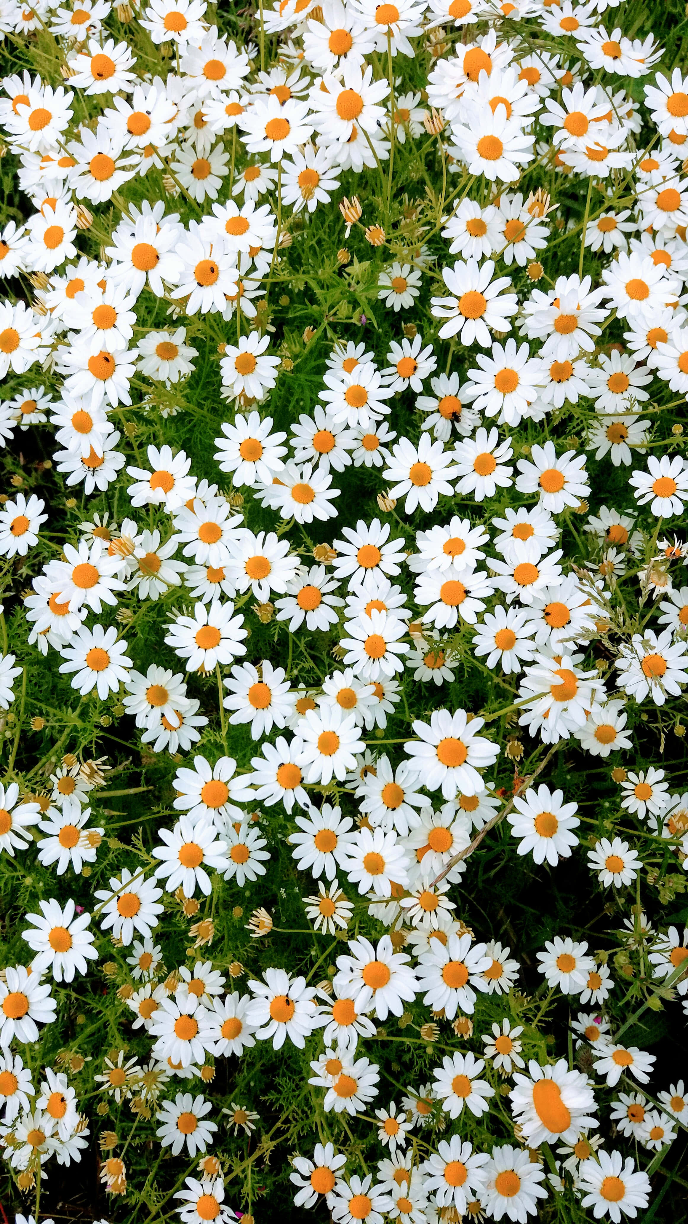 Daisy 桌布 壁紙 — 一片茂密的白色雛菊，帶有鮮豔的橙色花心，在翠綠的葉叢中生氣勃勃地綻放。