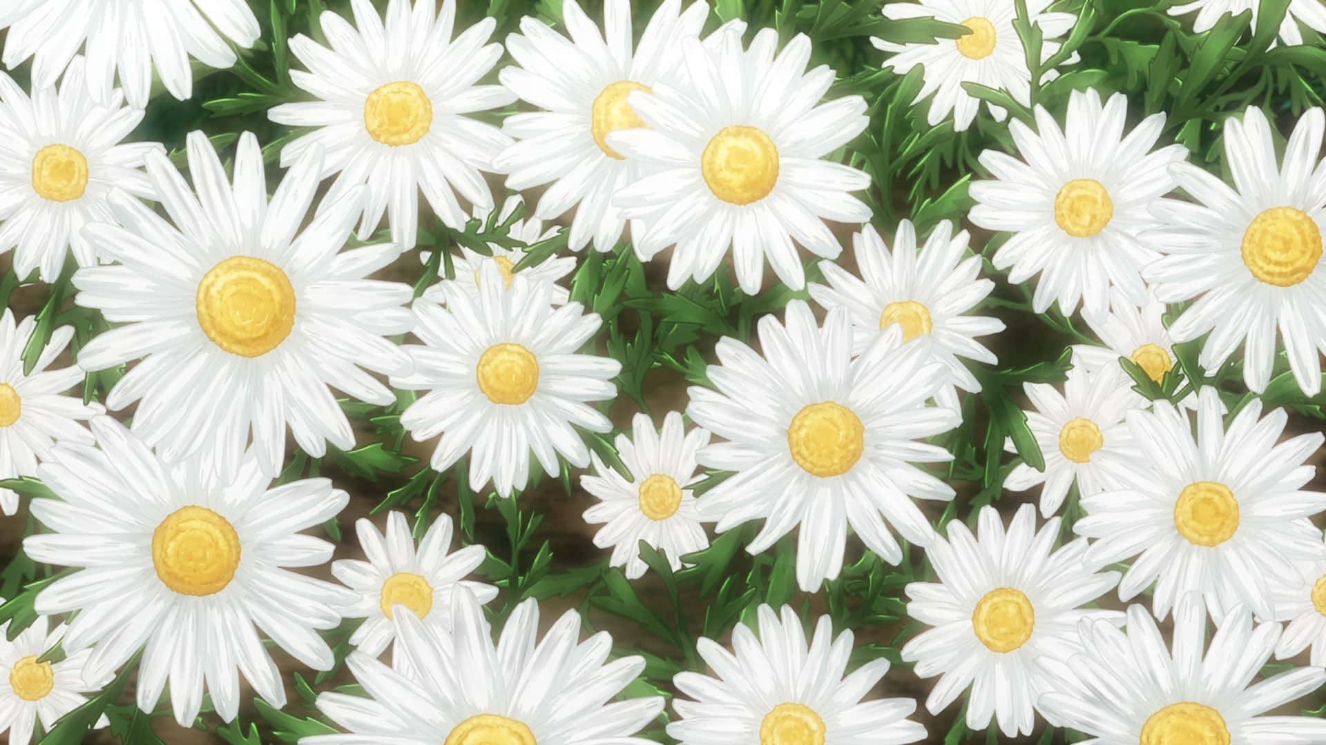 Anime Flower 桌布 壁紙 — 一片茂密的白色雛菊，帶有鮮黃色花心和茂盛綠葉，充滿了整個畫面，呈現出充滿活力的夏日場景。