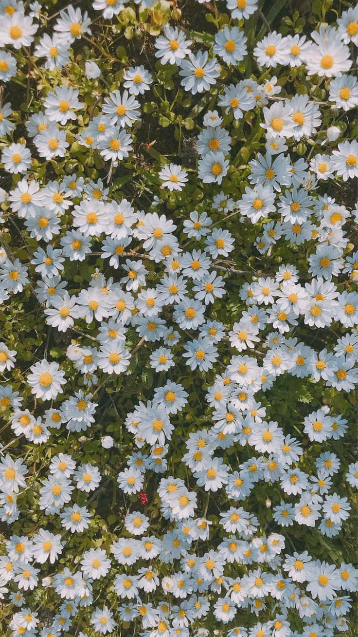 Flowers 桌布 壁紙 — 一片茂密的白色雛菊，帶有黃色花心，在明亮的陽光下，在茂盛的綠色葉子襯托下，生機勃勃地綻放。