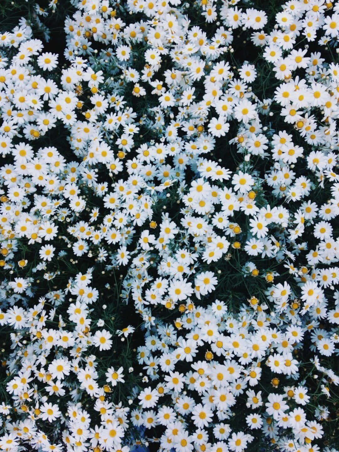 Android Daisies 桌布 壁紙 — 一片茂密的白色雛菊，黃色花心，在陽光明媚的草地上，襯著深綠色葉片盛開。