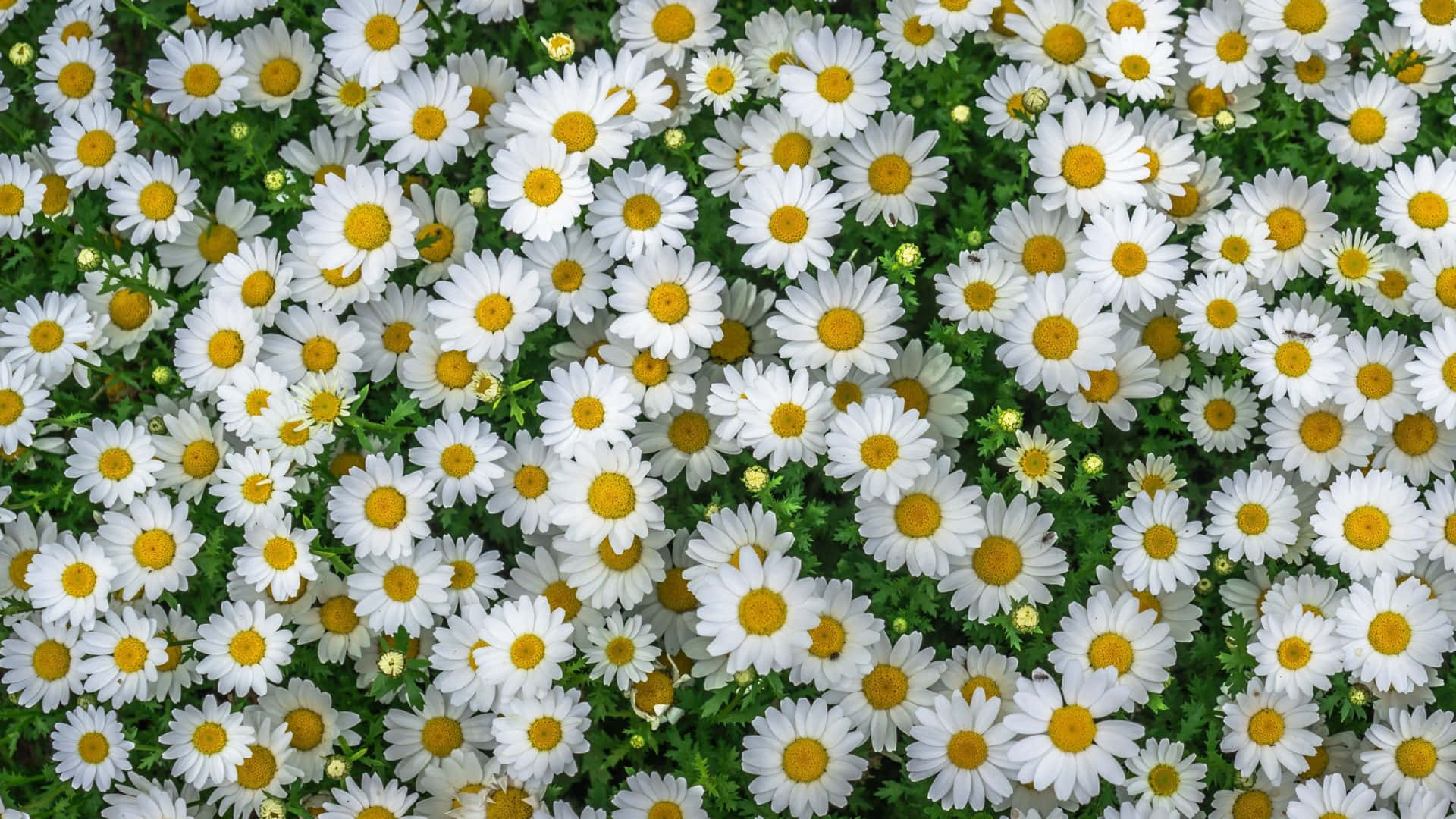 Daisy 桌布 壁紙 — 一片茂密的白色雛菊田，帶有明亮的黃色花心，在茂密的綠葉中鮮豔綻放。