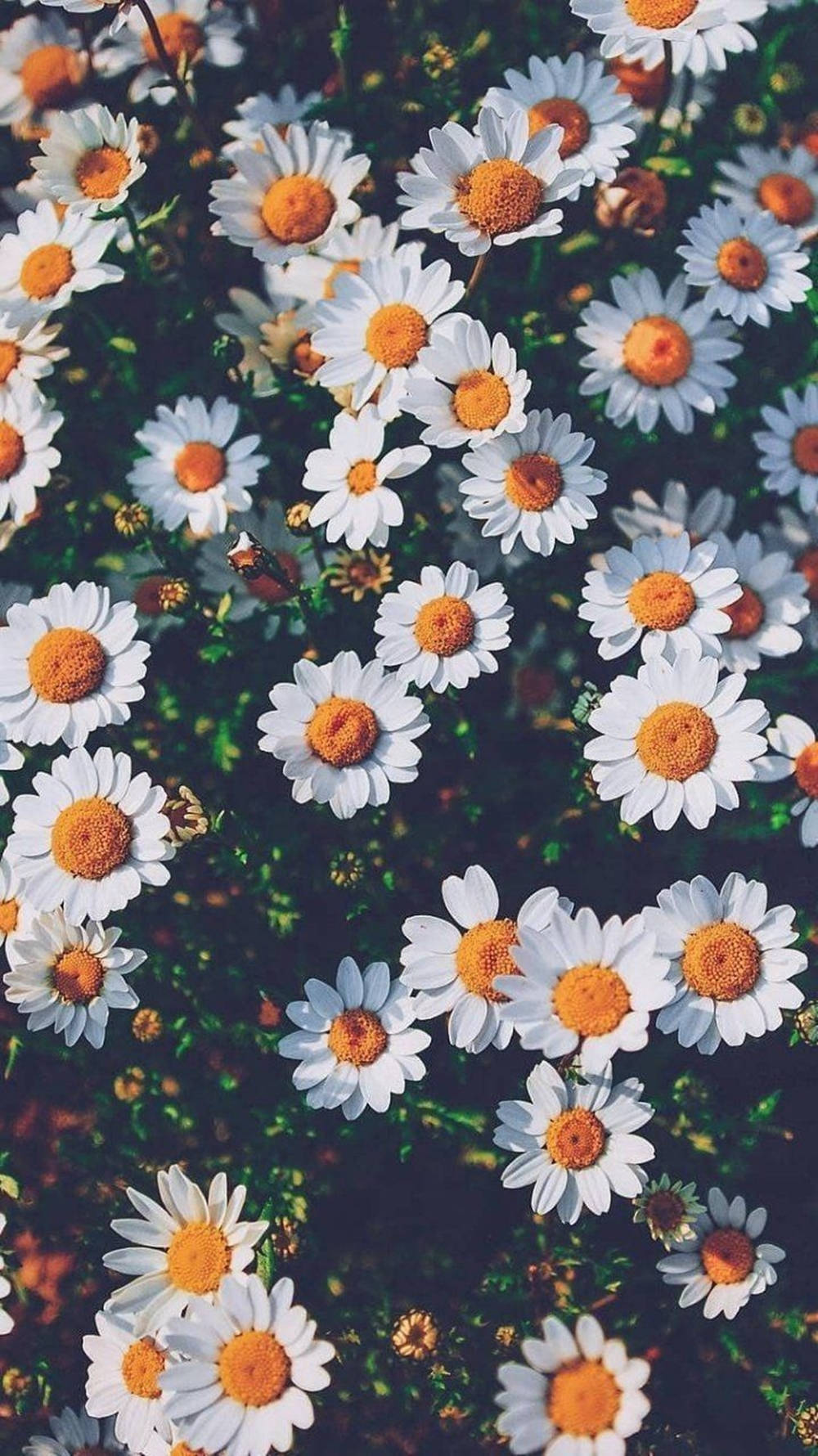Daisy 桌布 壁紙 — 一片茂密的白色雛菊田，帶有明亮的橙色花心，在柔和陽光下盛開。