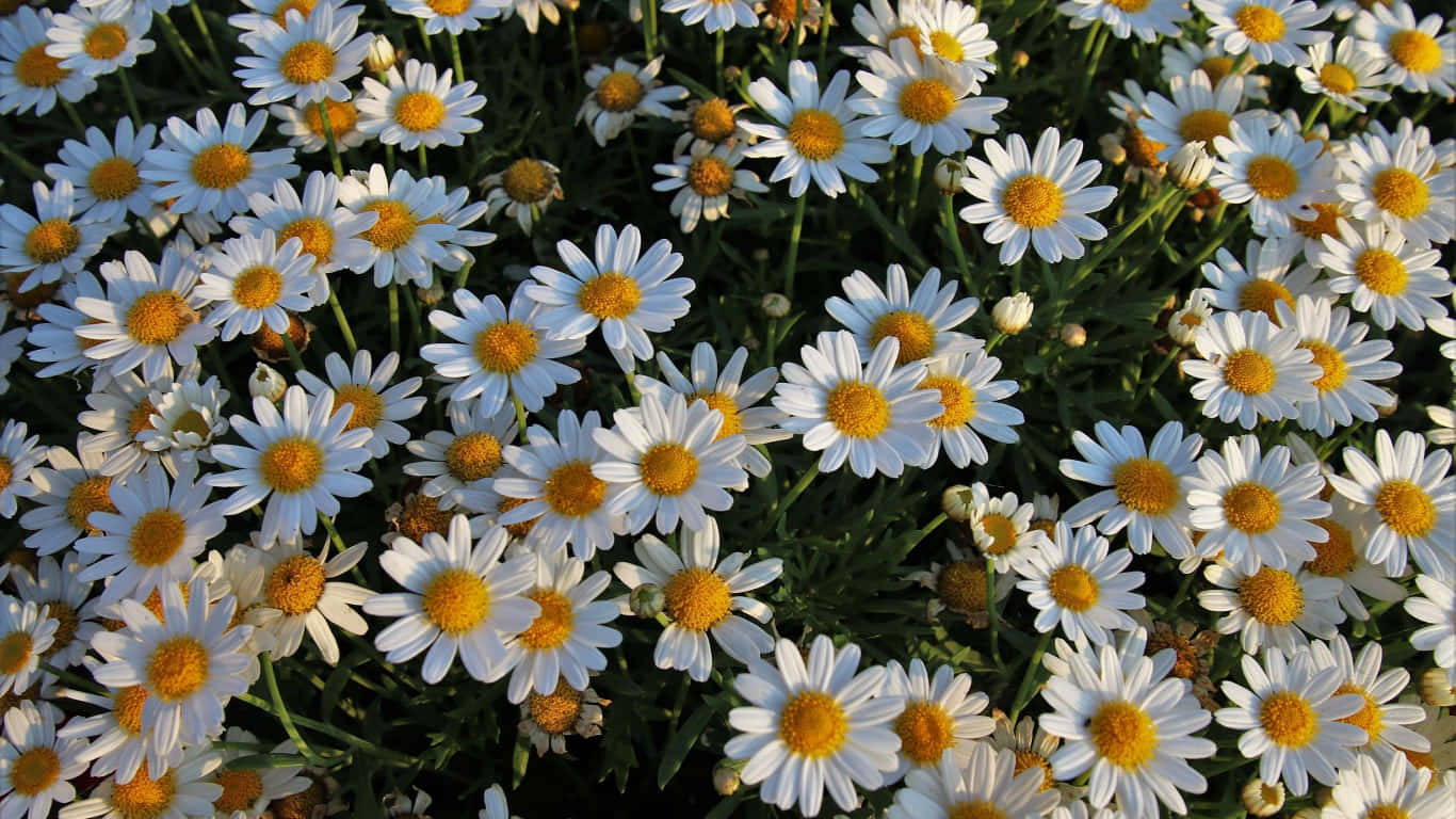 1366x768 Daisies 桌布 壁紙 — 一片茂密的白色雛菊田，帶有明亮的黃色花心，沐浴在溫暖的陽光下。