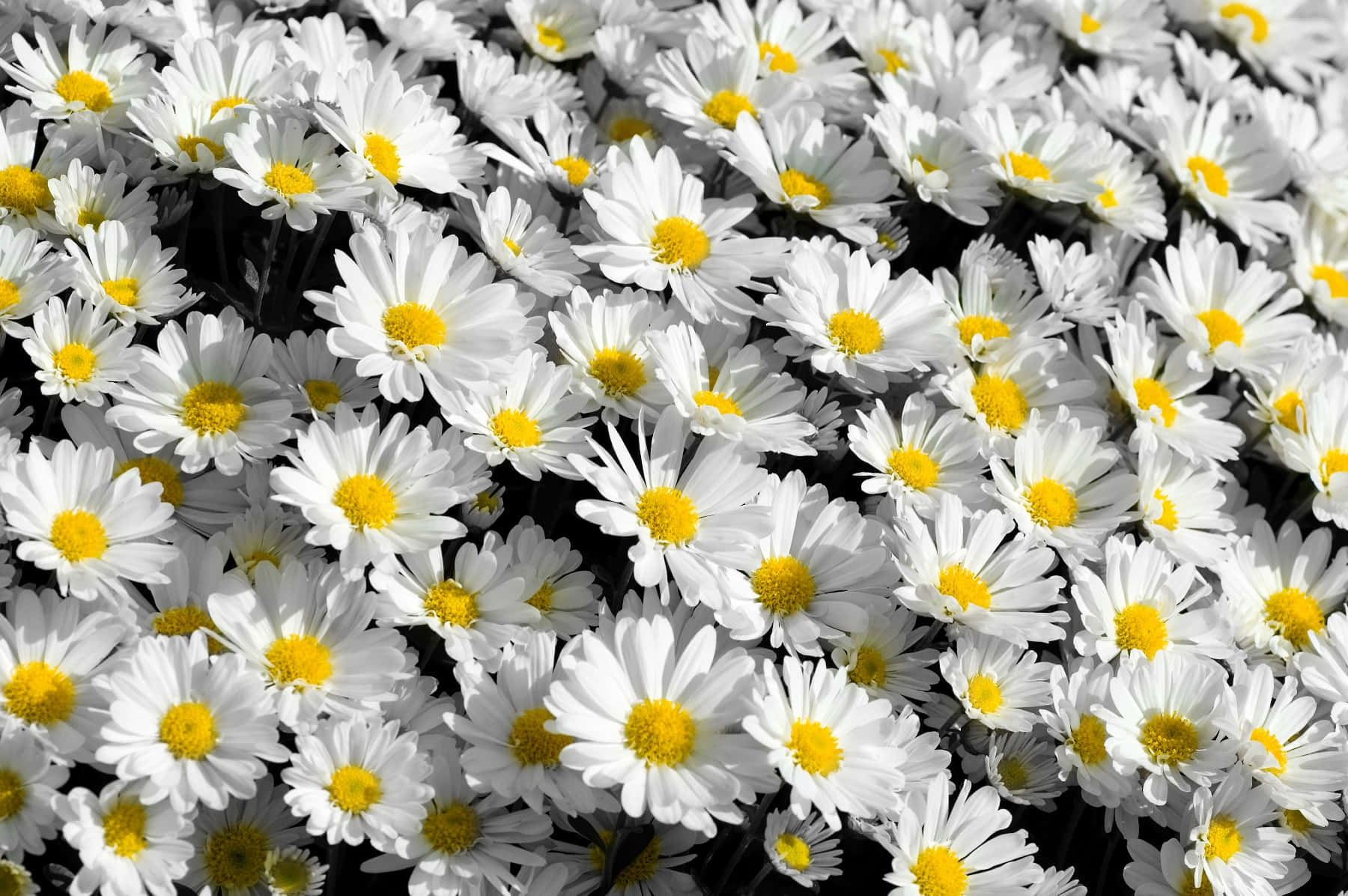 tumblr 花朵 桌布 壁紙 — 一片茂密的白色雛菊田，帶有明亮的黃色花心，在燦爛的陽光下盛開。