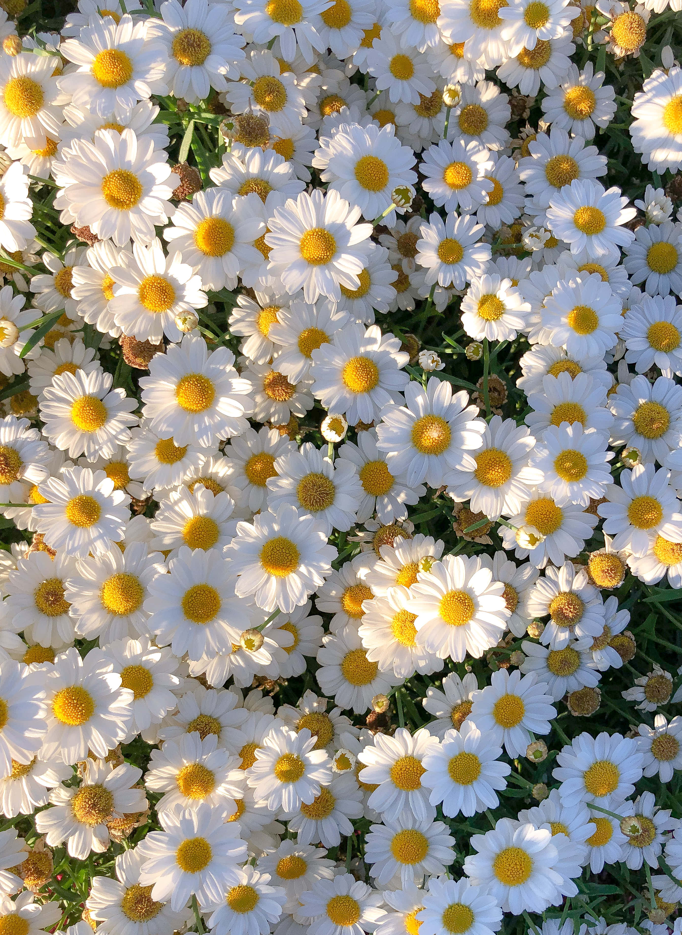 雛菊 桌布 壁紙 — 一片茂密的白色雛菊田，帶有明亮的黃色花心，沐浴在溫暖的金色陽光下。