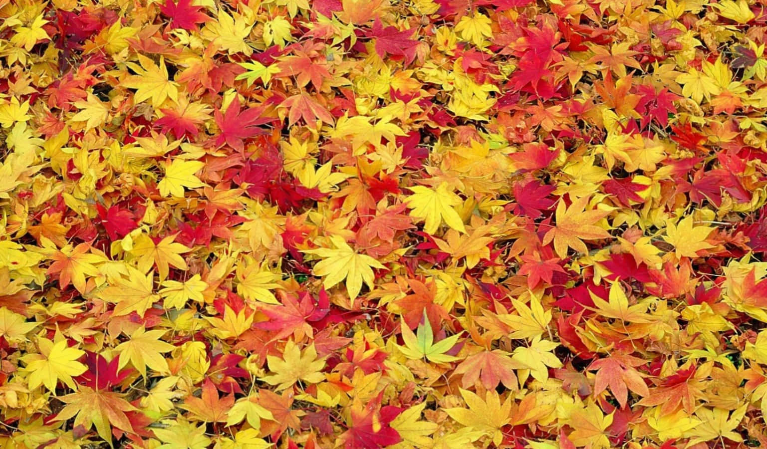 Leaves 桌布 壁紙 — 一片茂密的紅、黃、橙色楓葉地毯覆蓋地面，形成豐富的秋日織錦。