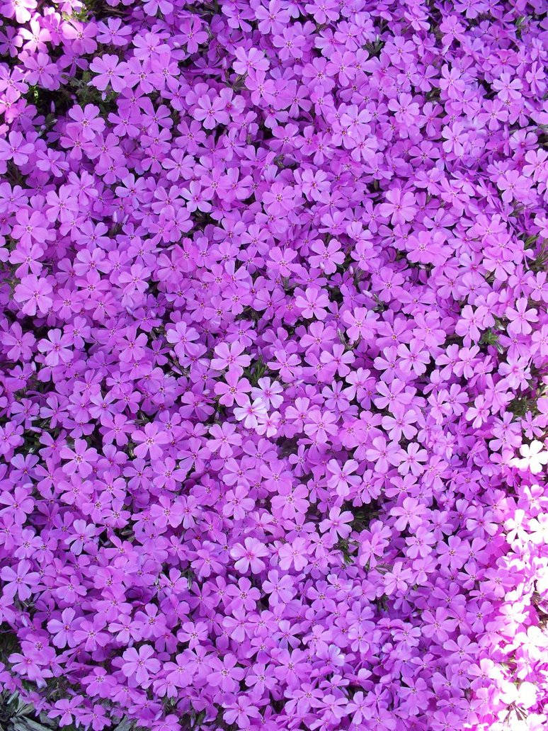 Aesthetic Purple Flower 桌布 壁紙 — 一片茂密的紫色福祿考花地毯在柔和自然光中盛開，微妙的綠色莖幹隱約可見。