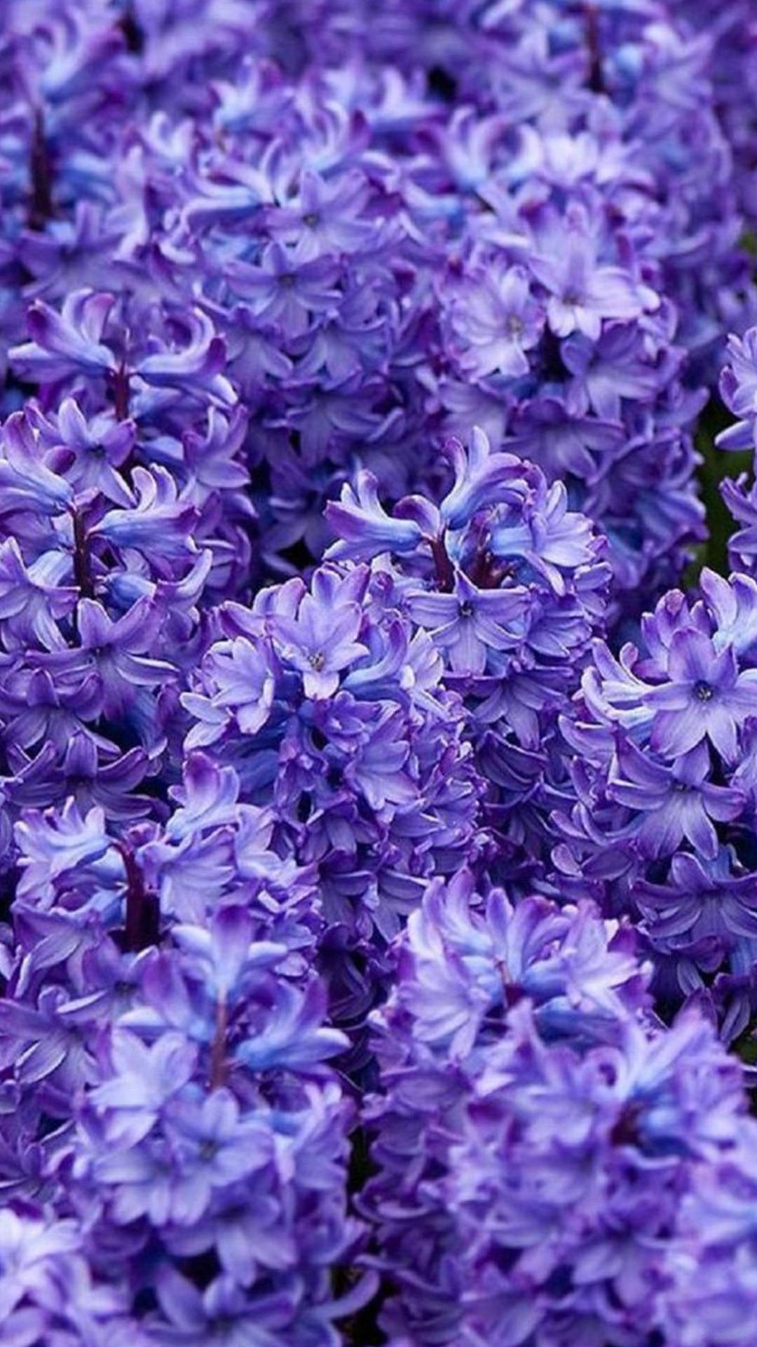 花 iPhone 桌布 壁紙 — 一片茂密的紫色風信子花田，在柔和自然光線下盛開。