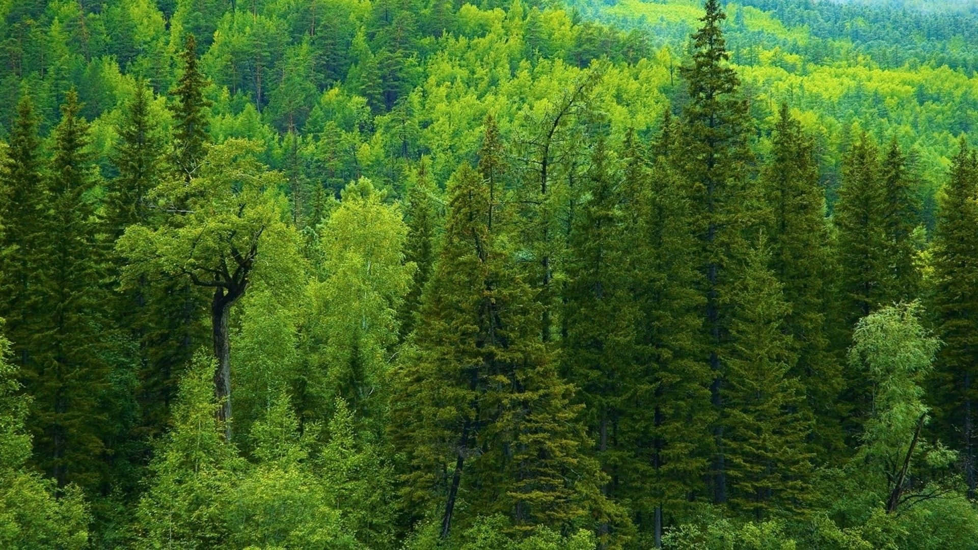 Pine Tree 桌布 壁紙 — 一片茂密的綠色森林，高大的松樹和白樺樹在明亮的日光下綿延起伏的山丘。