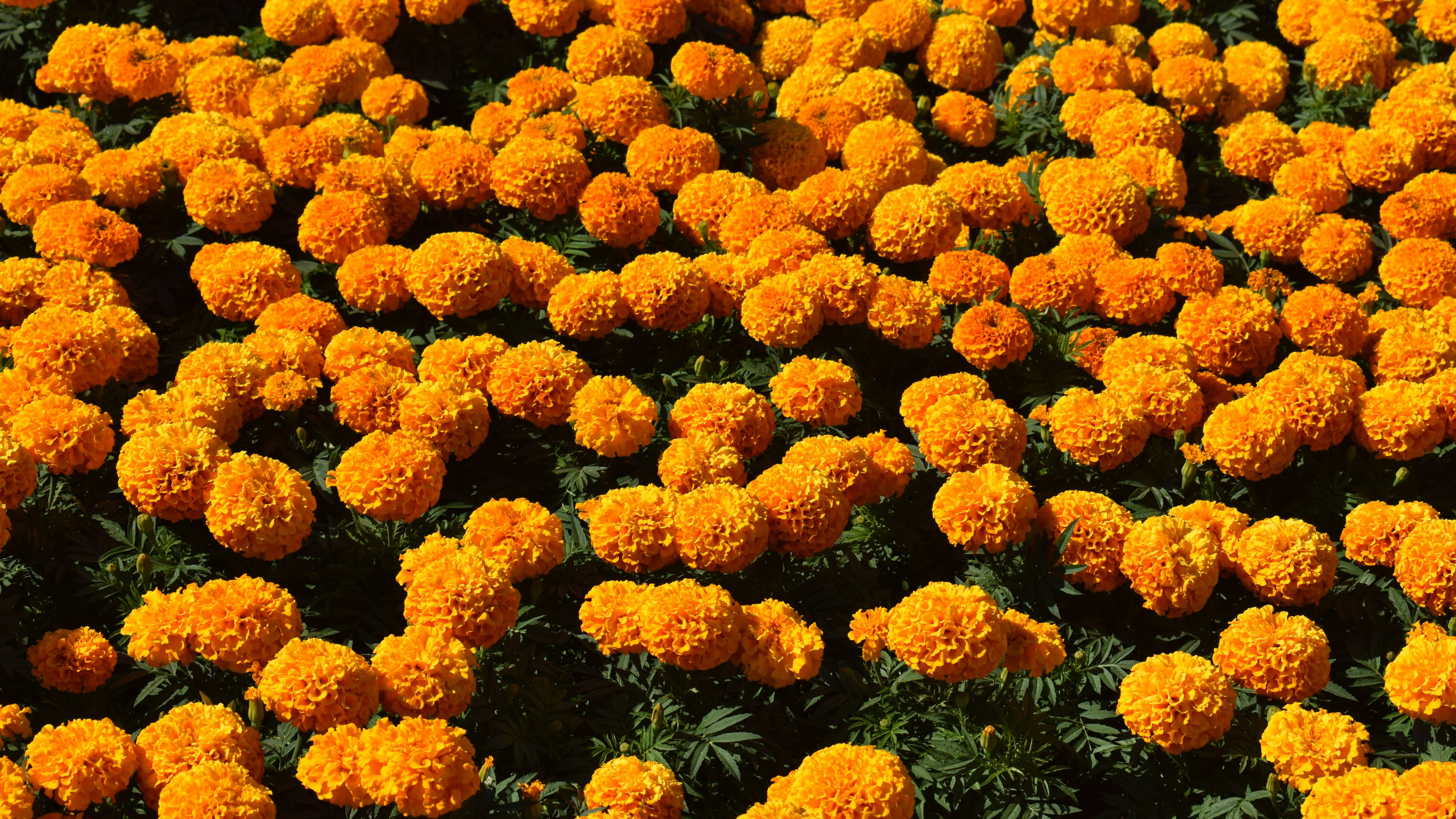 Marigold 桌布 壁紙 — 一片茂密的鮮橙色萬壽菊田，沐浴在明亮的陽光下，下方是深綠色的葉子。