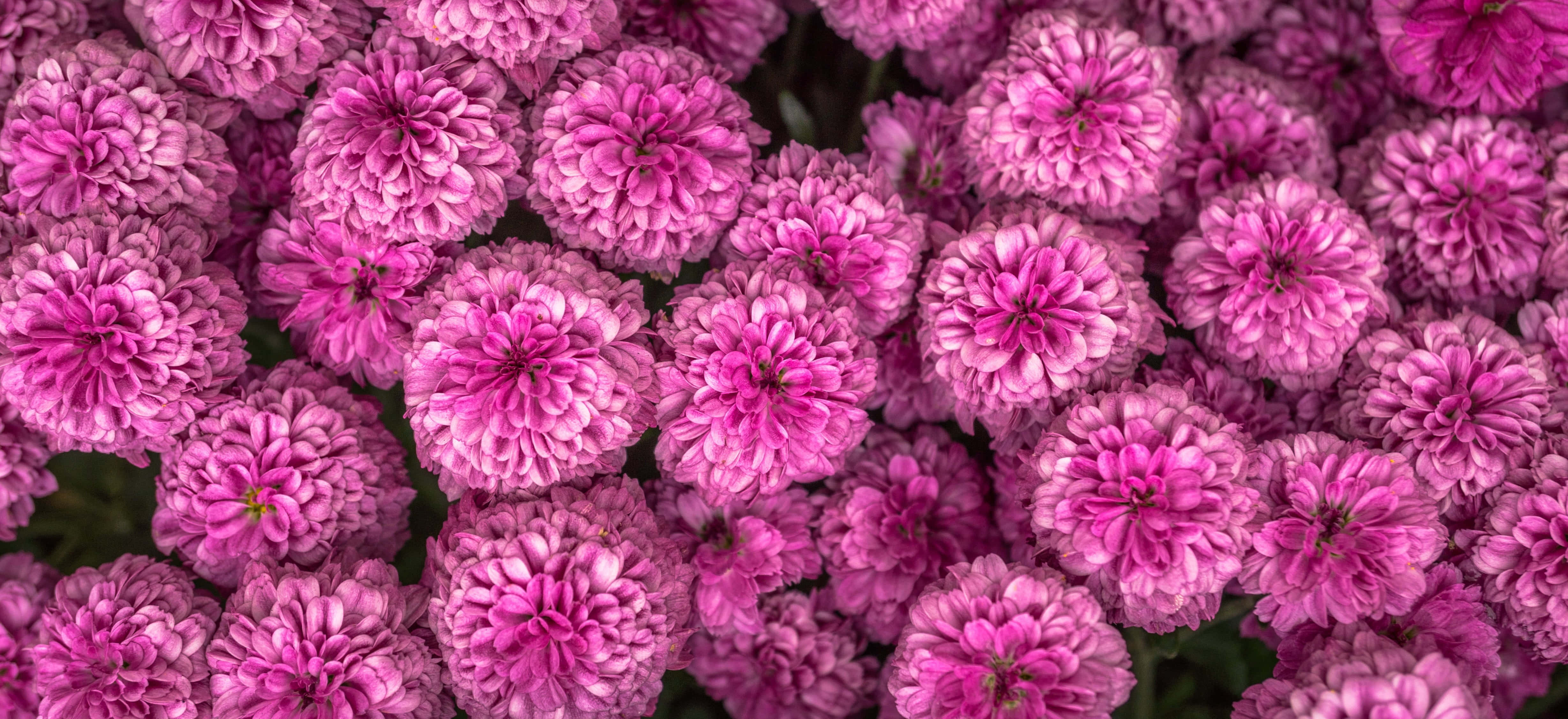 Pink Chrysanthemums 桌布 壁紙 — 一片茂密的鮮粉紅色大麗花盛開，下面是茂盛的綠色葉子。