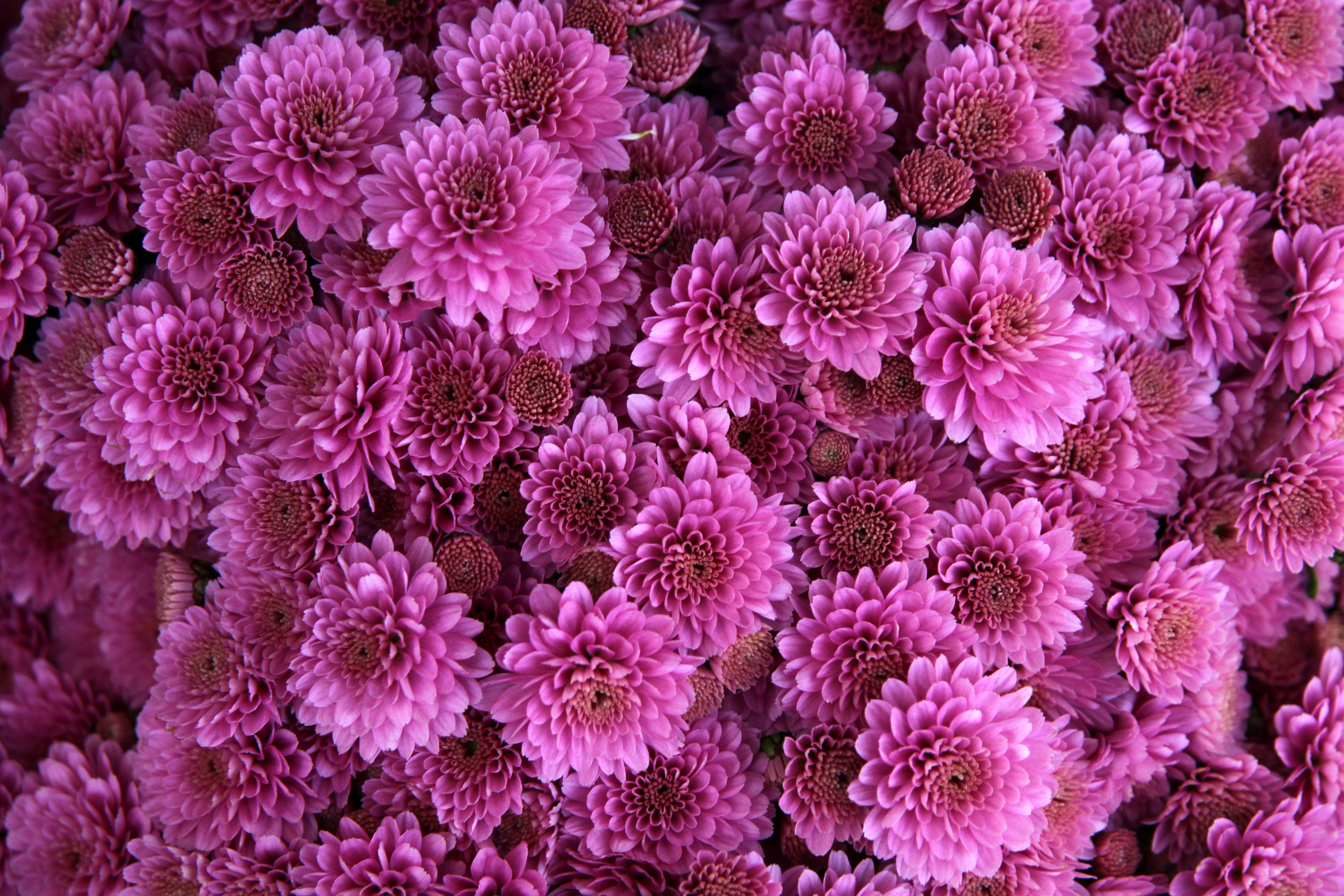 粉紅色 桌布 壁紙 — 一片茂密的鮮粉紅色菊花，帶有深色花心，填滿畫面，形成一場豐富的花卉爆炸。
